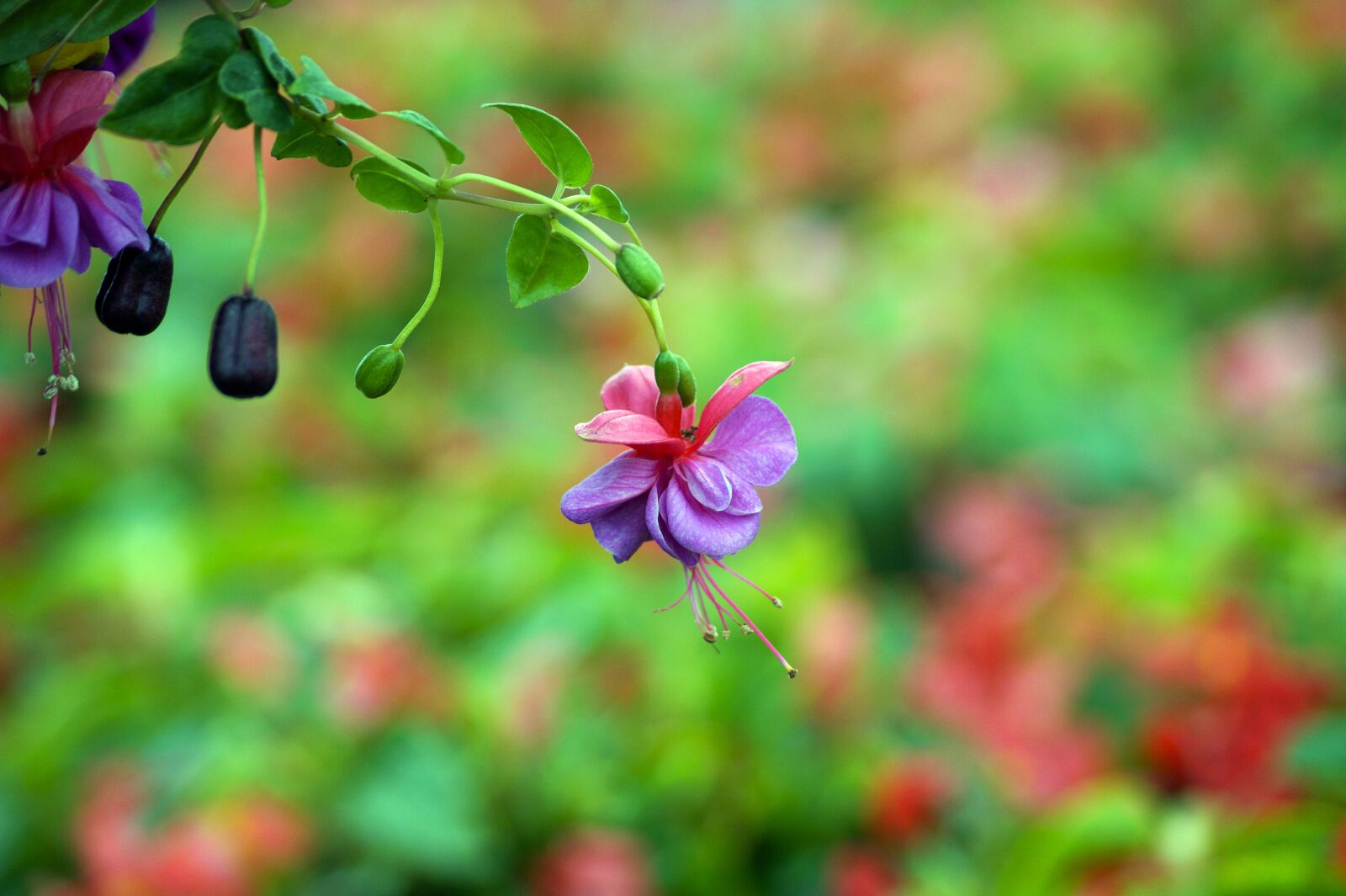 Sony SLT-A58 + Sony DT 55-200mm F4-5.6 SAM sample photo. Fuchsia, plants, flowers photography