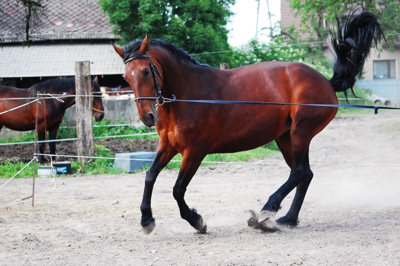Nikon D40 sample photo. Mare, the horse, silesian photography