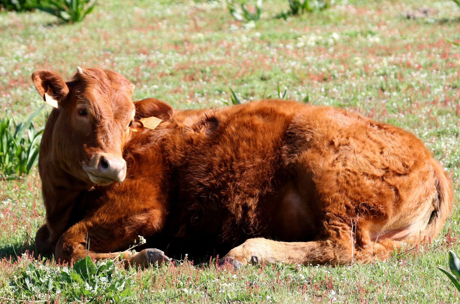 Canon EOS 7D Mark II sample photo. Cattle, rocio spain, resting photography
