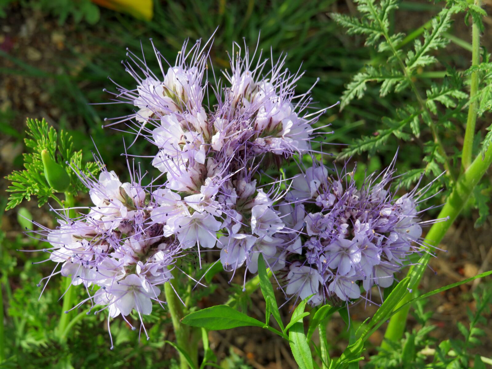 Canon PowerShot SX540 HS sample photo. Spiky, lilac, purple photography