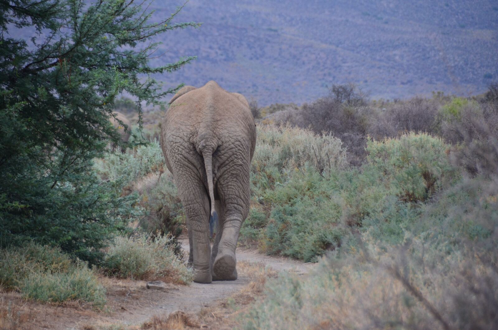 Nikon D7000 sample photo. Elephant, african, south african photography