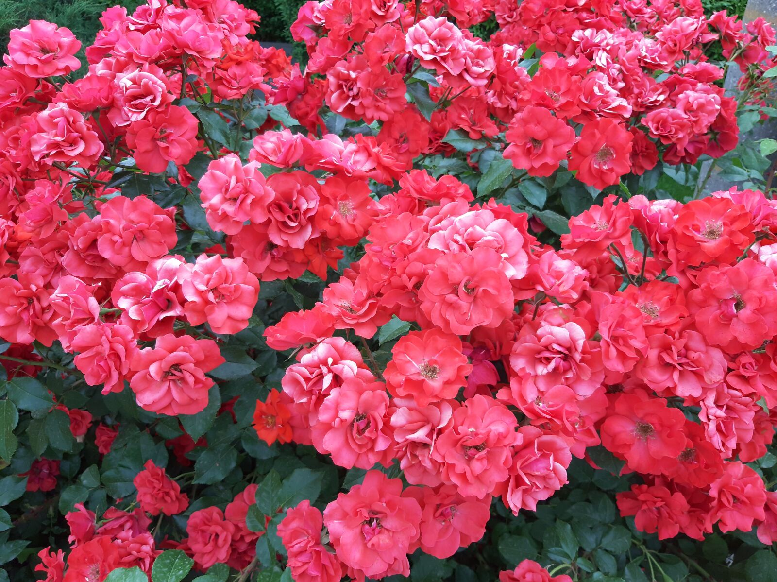 Samsung Galaxy A50 sample photo. Flowers, summer, nature photography