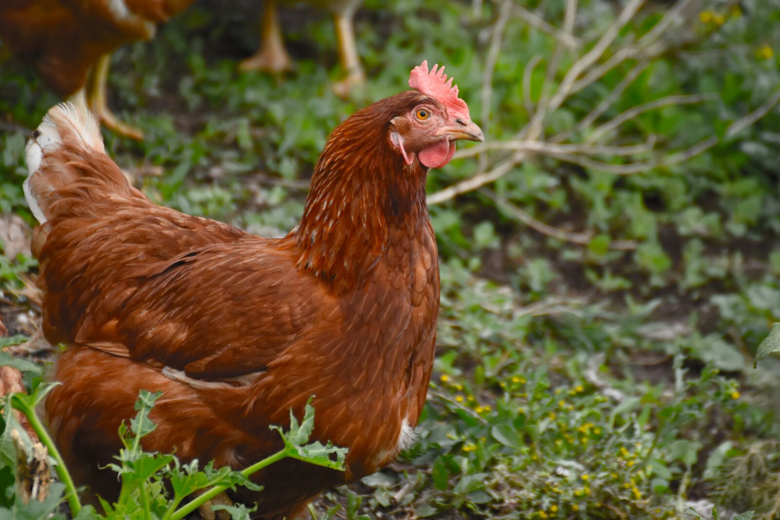 Nikon D7200 sample photo. Chicken, animal, white photography