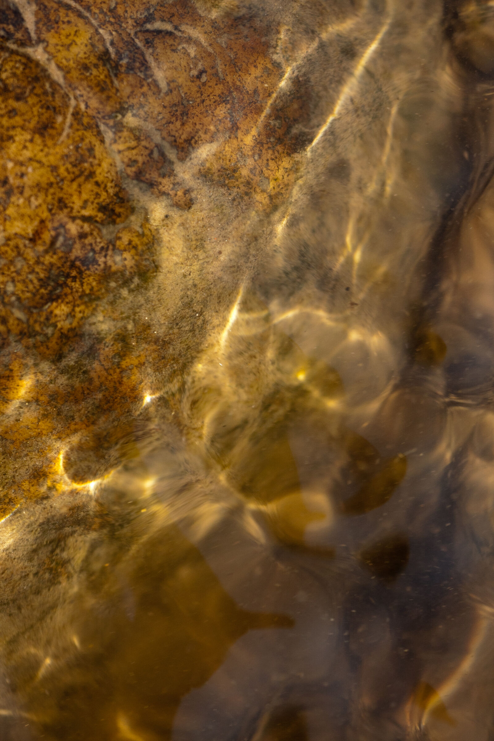 Canon EF 180mm F3.5L Macro USM sample photo. Stone, texture, underwater, water photography
