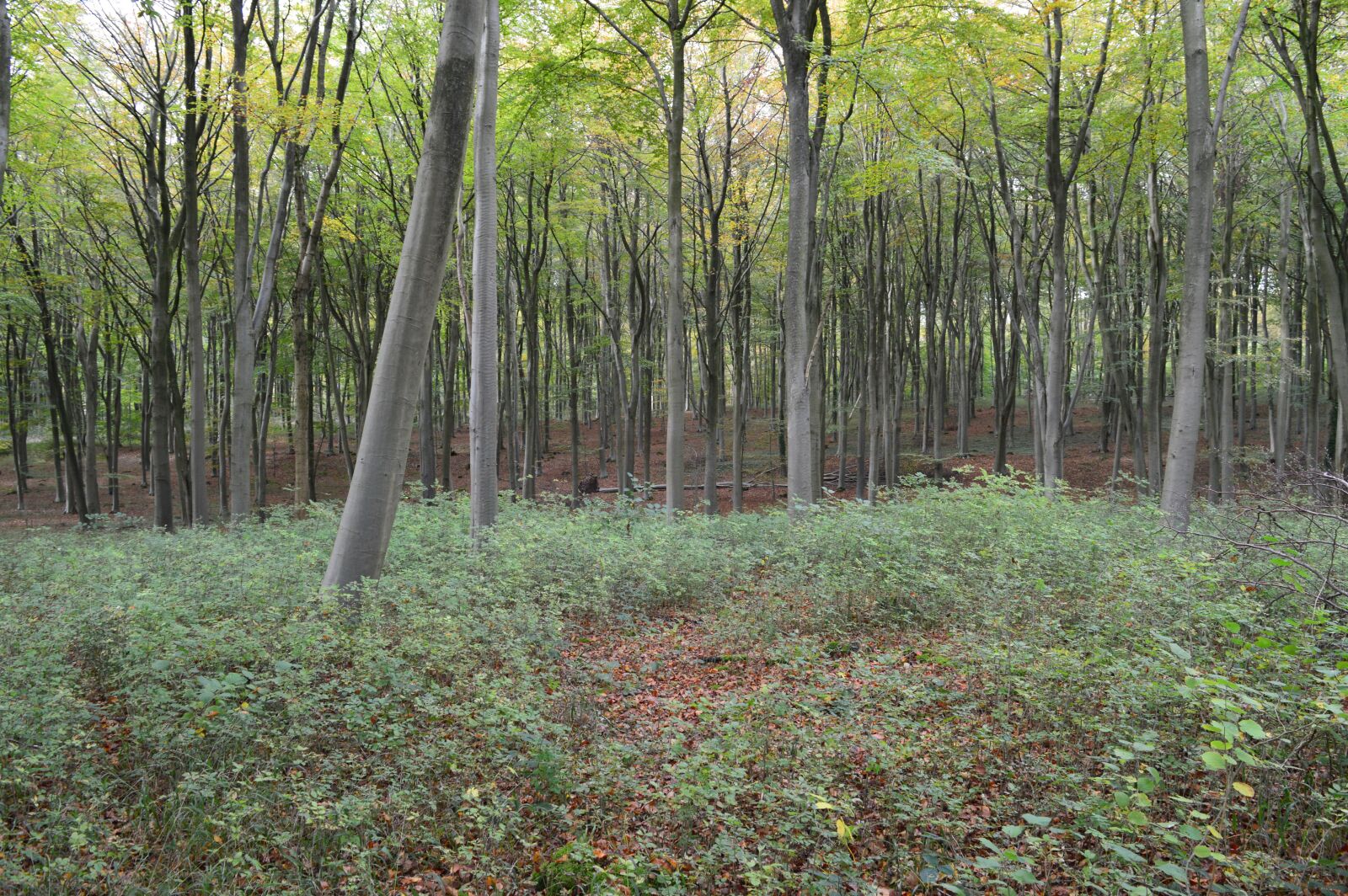 Nikon D3200 sample photo. Tree, trees, woodland photography