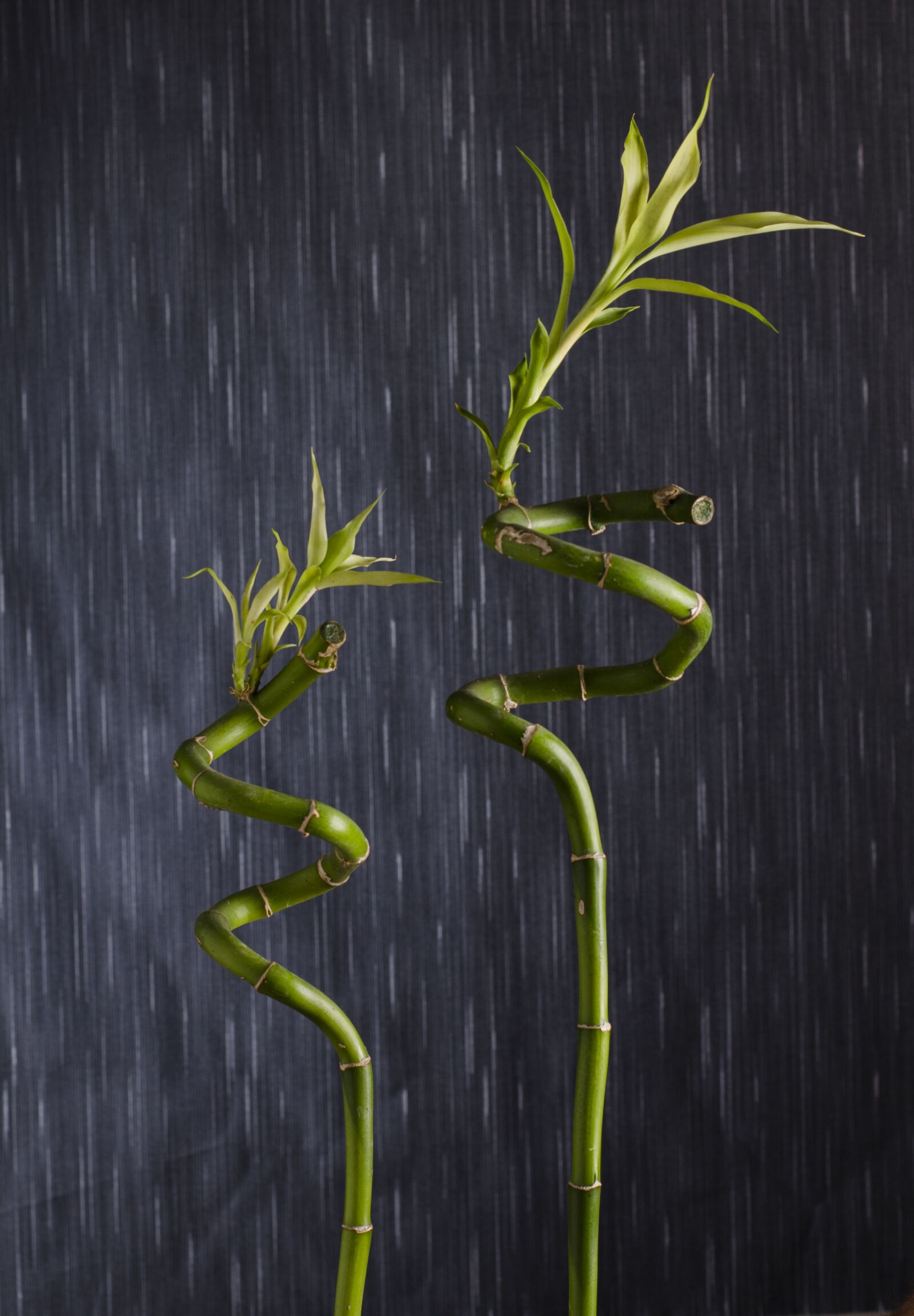 Nikon D7000 sample photo. Abstract, abstrato, background, brazilian photography