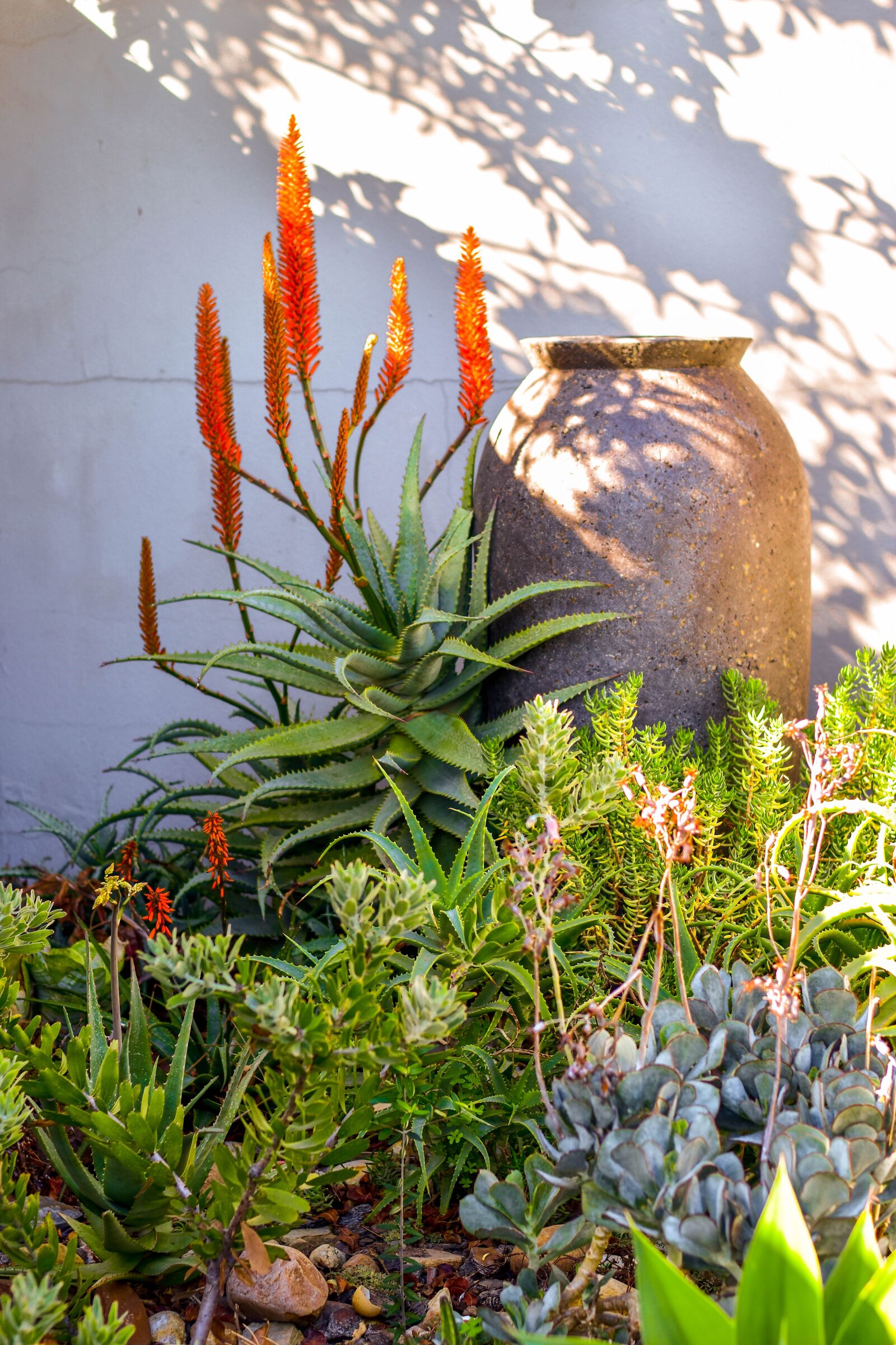 Nikon D5500 sample photo. Aloe, flower, garden photography