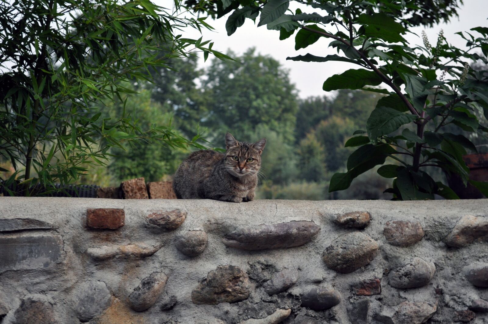 Nikon D5000 sample photo. Cat, wall, nature photography