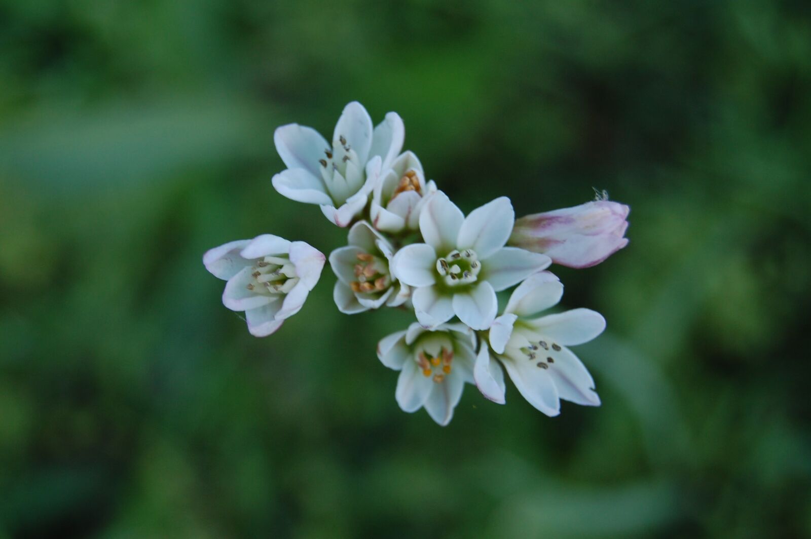 Nikon D40 sample photo. Flowers, nature, flower photography
