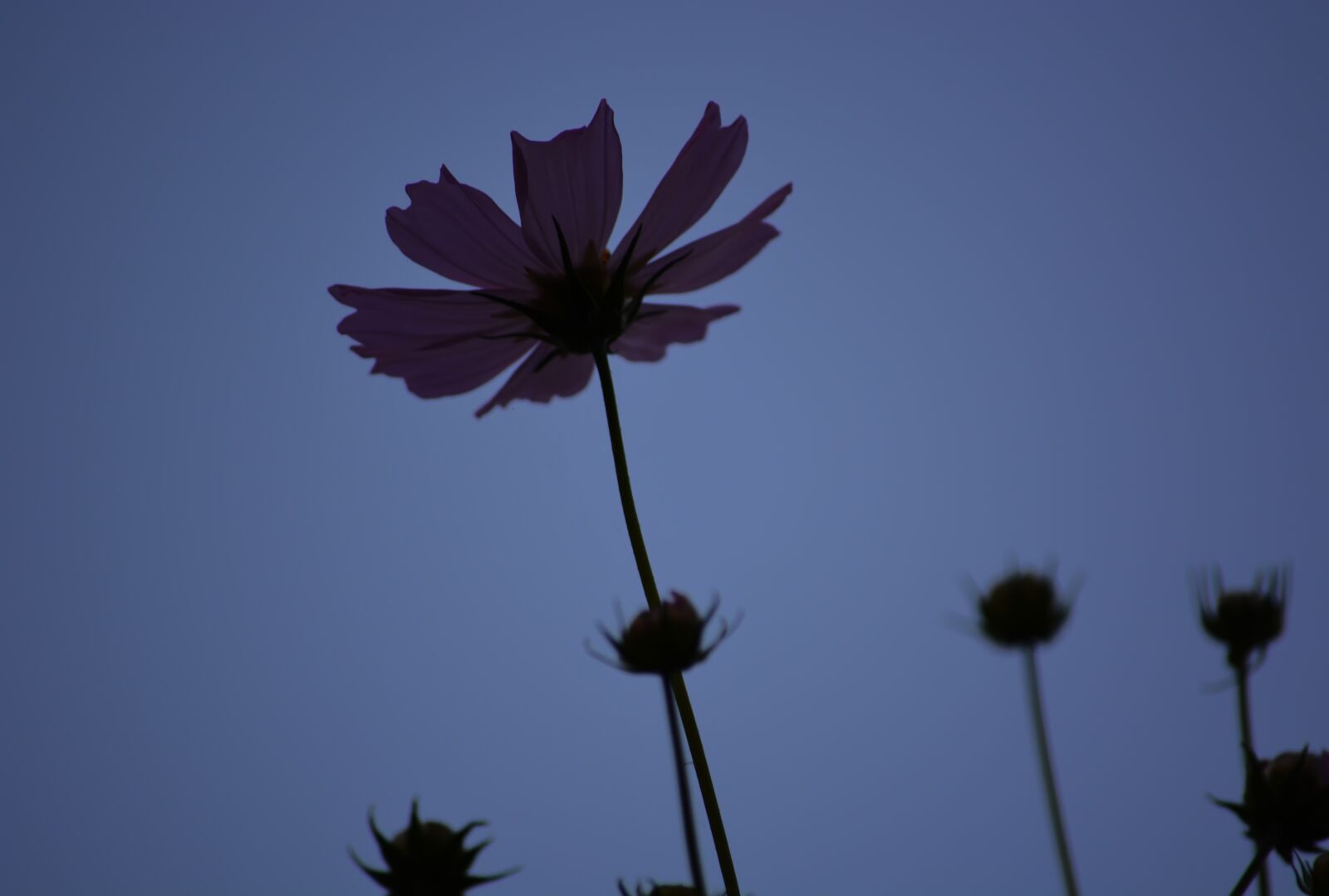 Nikon D5200 sample photo. Sunset, flowers, sky photography