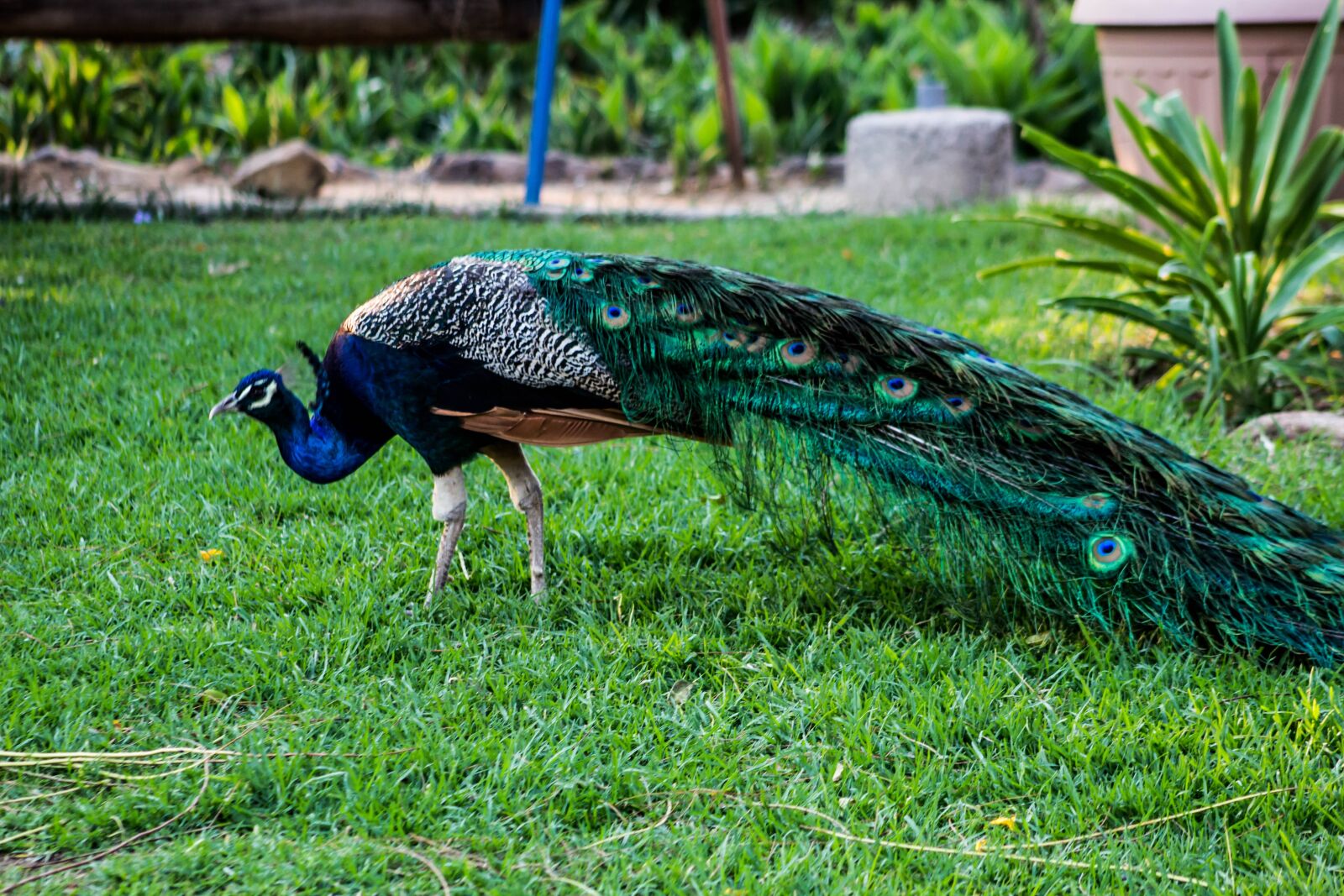 Canon EOS 600D (Rebel EOS T3i / EOS Kiss X5) sample photo. Peacock, bird, nature photography