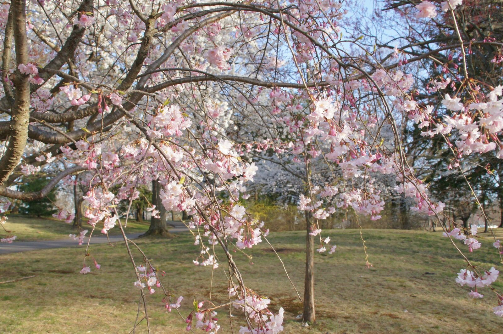 Sony Alpha DSLR-A580 sample photo. Tree, cherry, flower photography