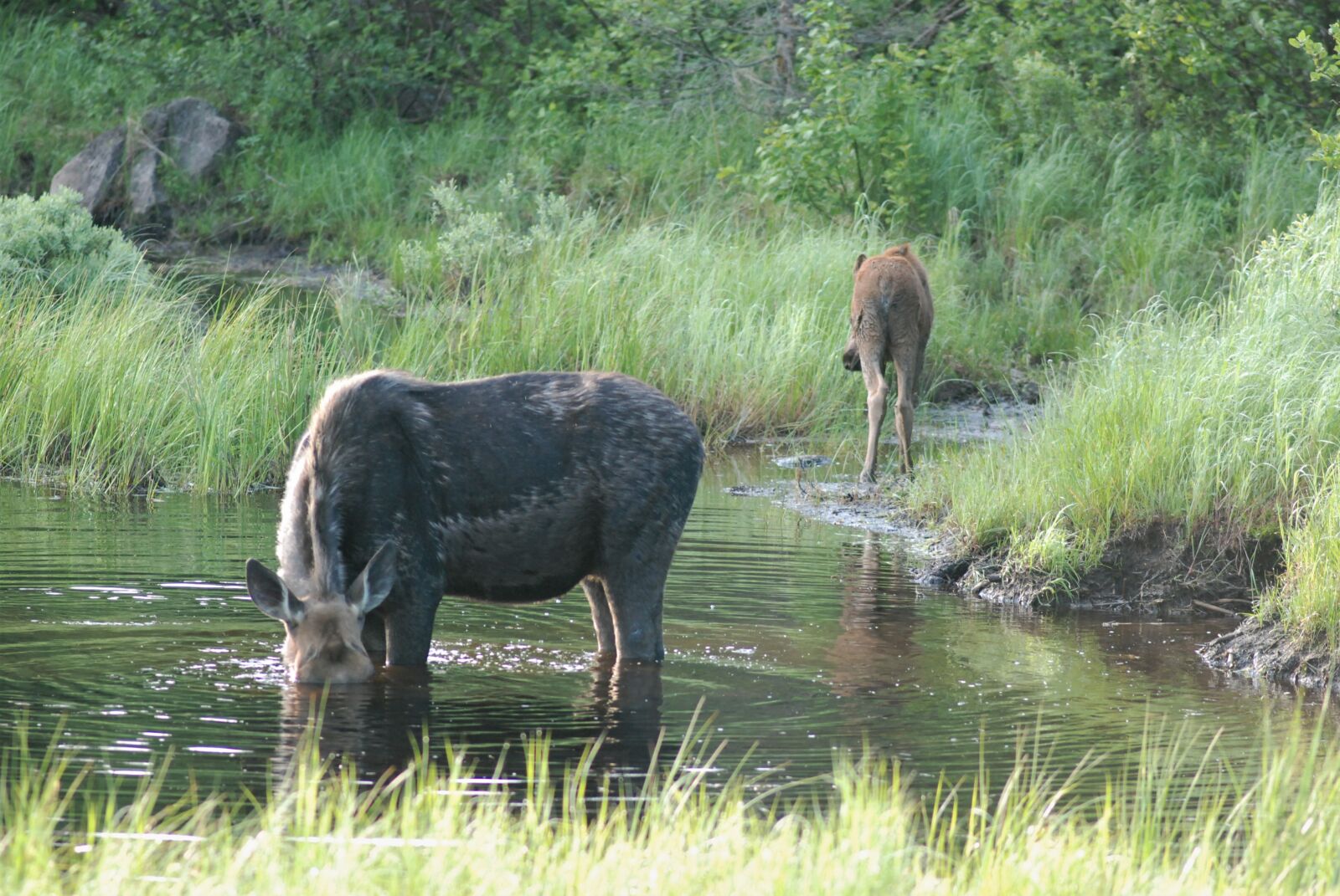 Nikon D80 sample photo. Moose, going away, pouting photography