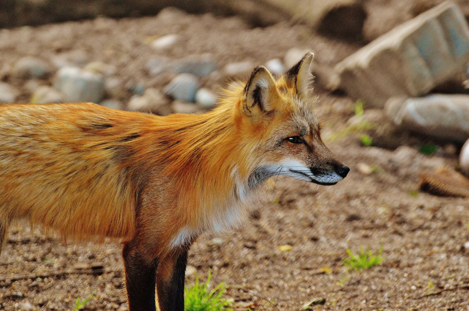 Nikon D3200 sample photo. Fuchs, wild animal, predator photography