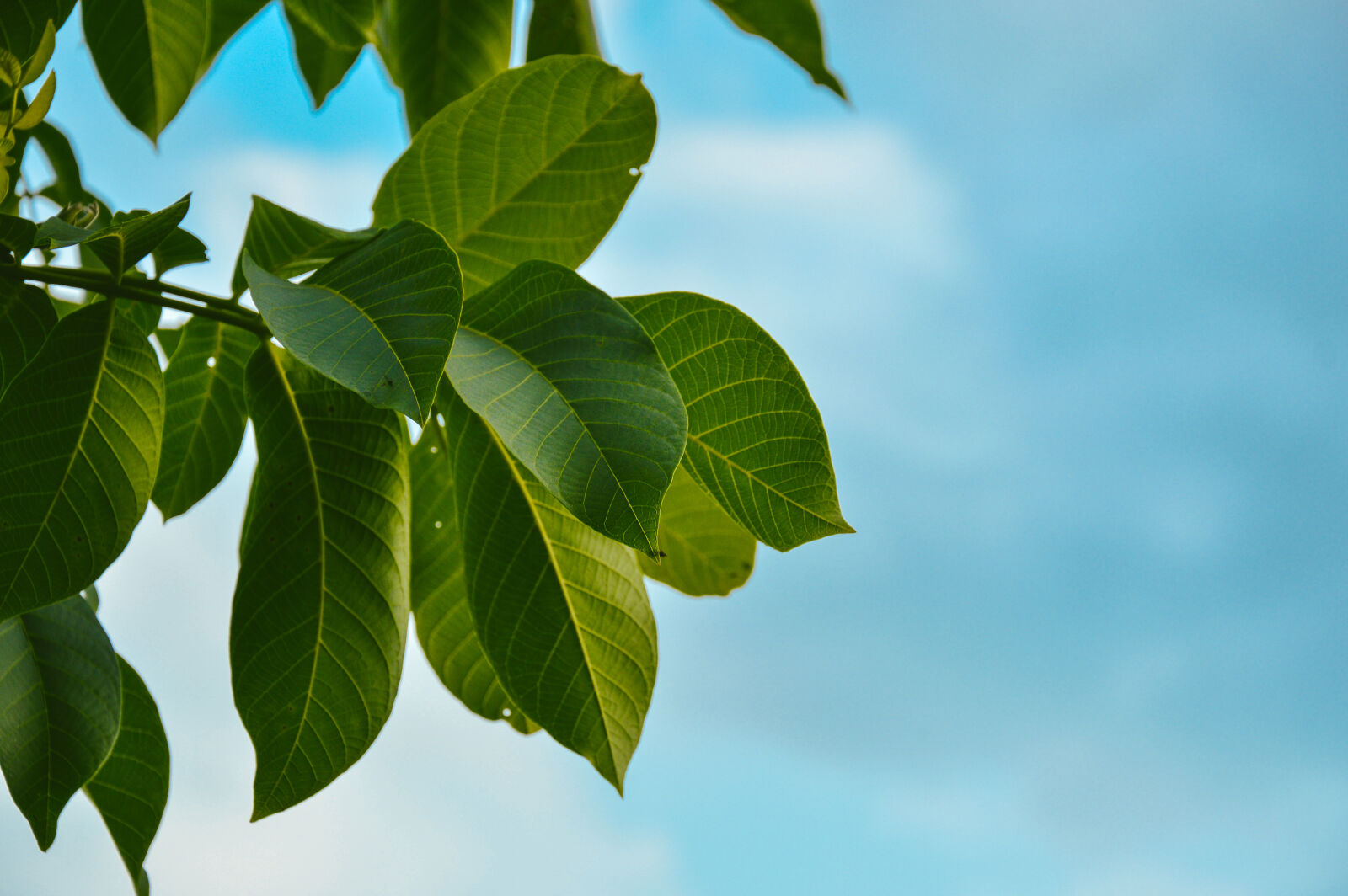 Nikon D3200 sample photo. Blue, clouds, fresh, leaves photography