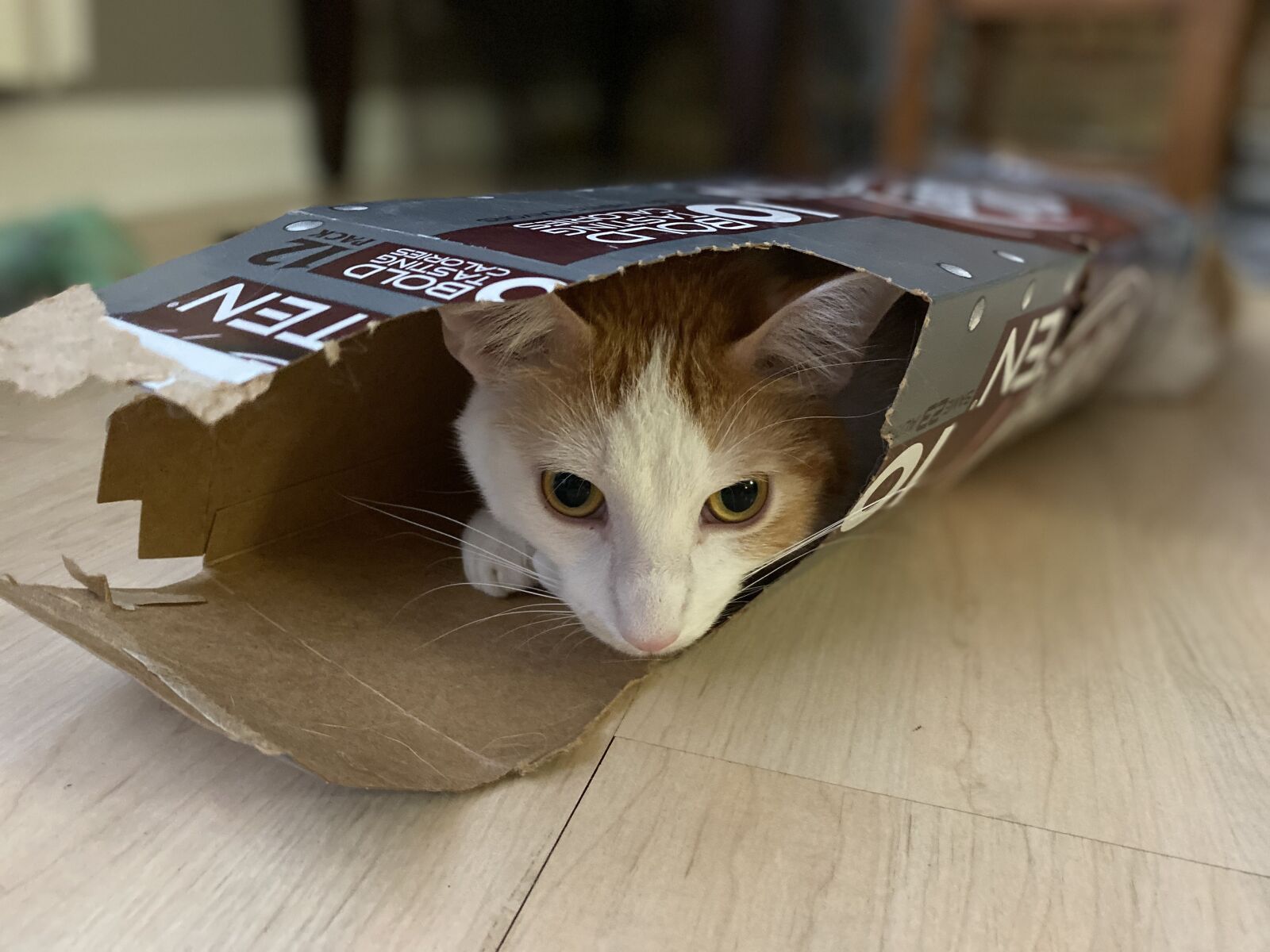 Apple iPhone 11 sample photo. Pop, cat, kitty photography