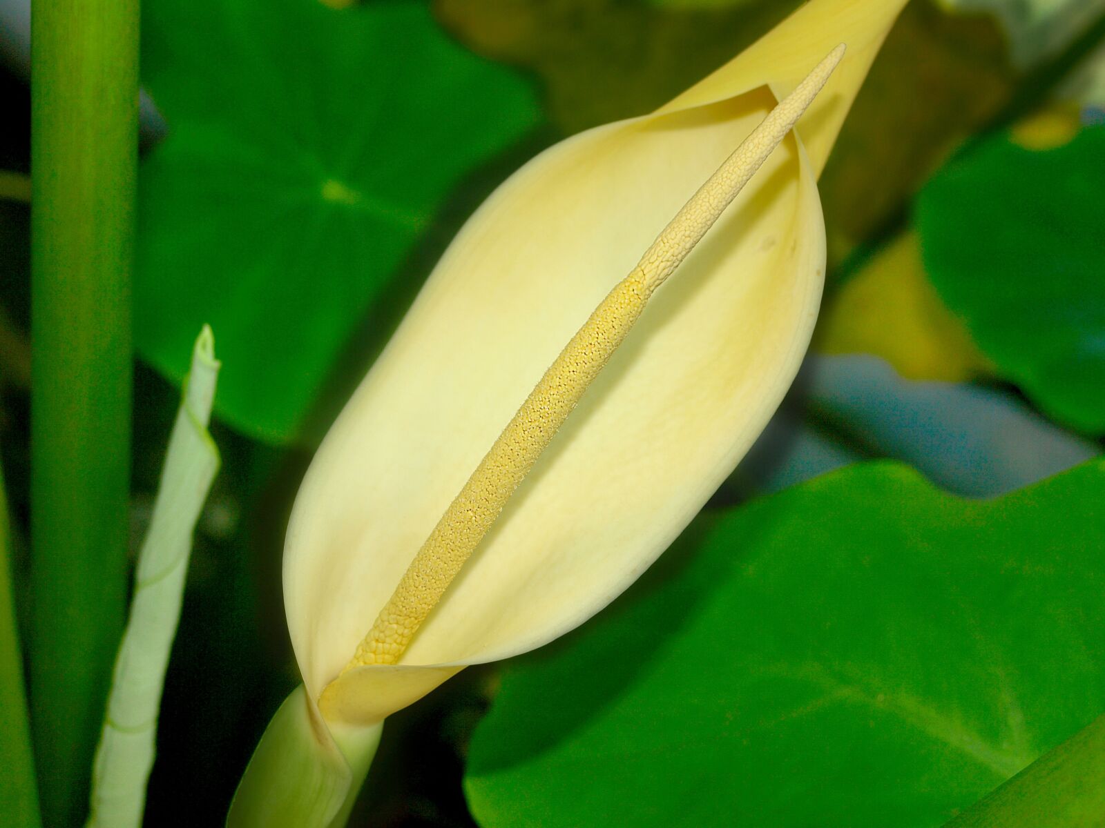 Olympus E-410 (EVOLT E-410) sample photo. Taro flower, taro, mysterious photography