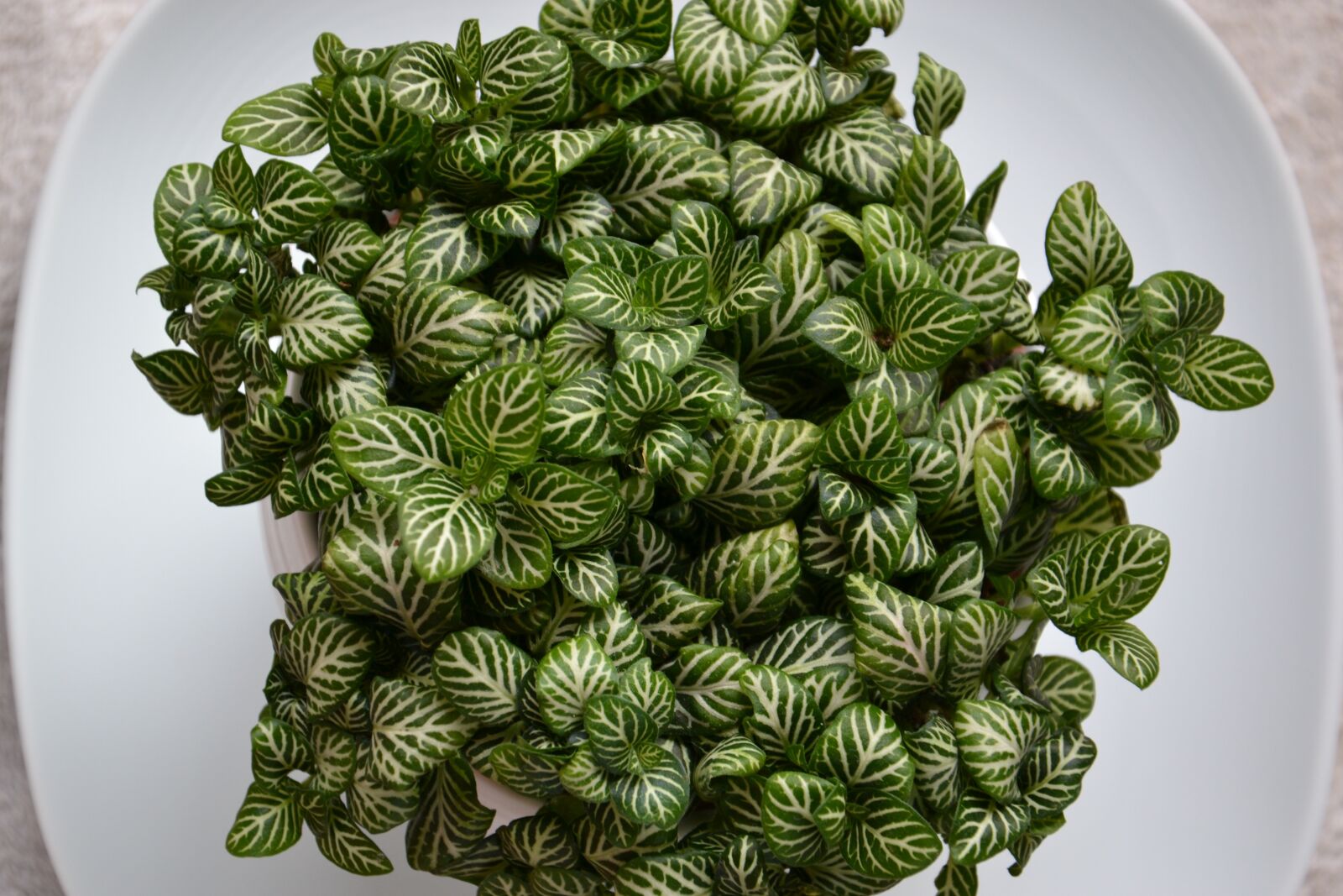 Nikon D3100 sample photo. Fittonia, houseplant, flower photography