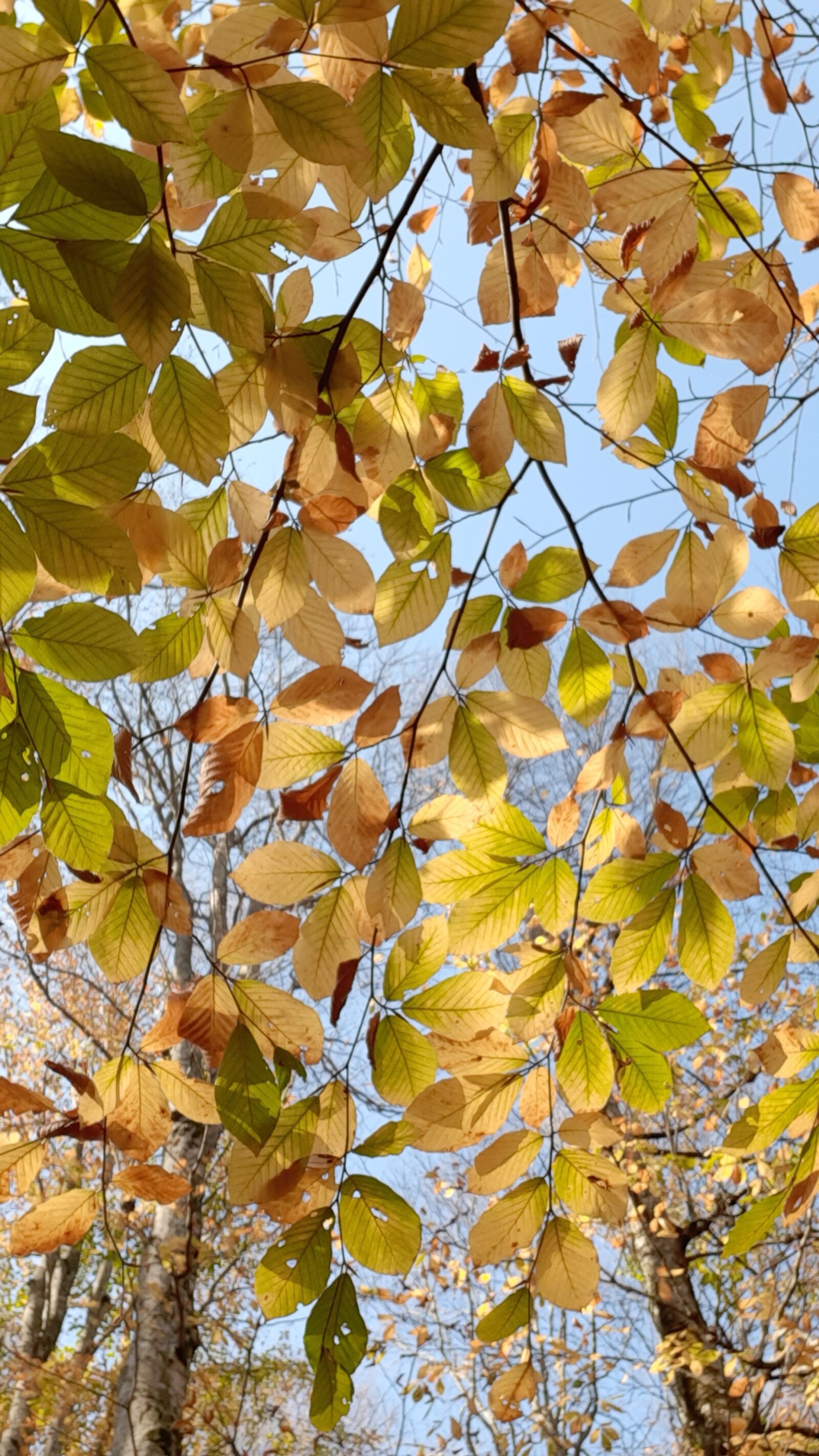 Samsung Galaxy A50 sample photo. Nature, the leaves are photography