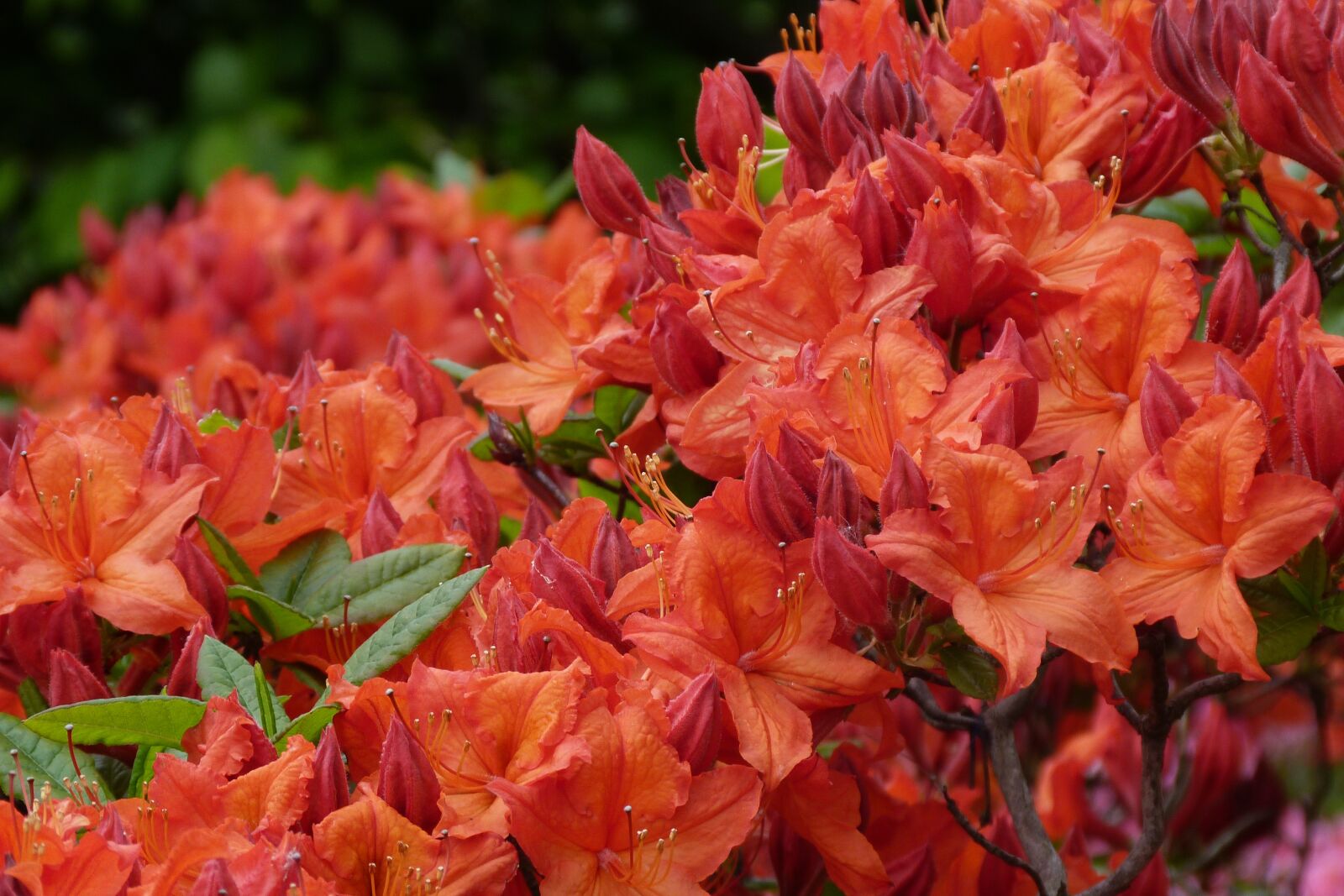 Panasonic Lumix DMC-FZ40 (Lumix DMC-FZ45) sample photo. Azalea, orange, rhododendron photography