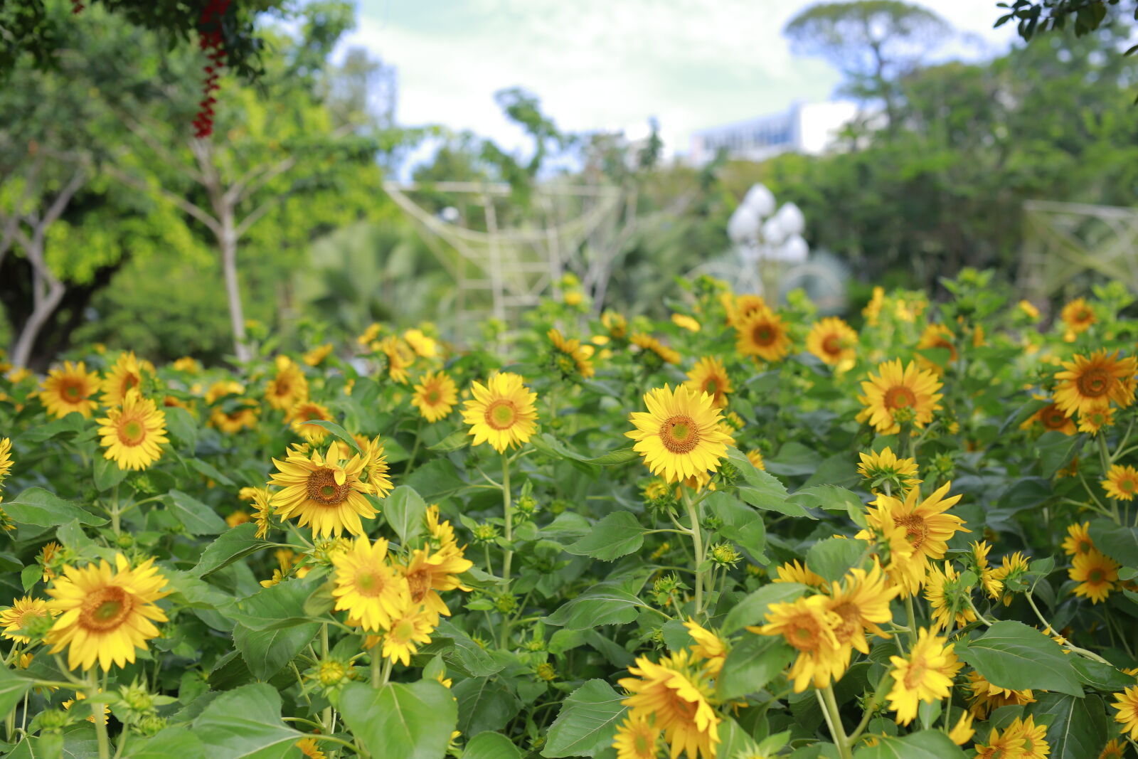 Canon EOS 6D sample photo. Sunflower, field photography