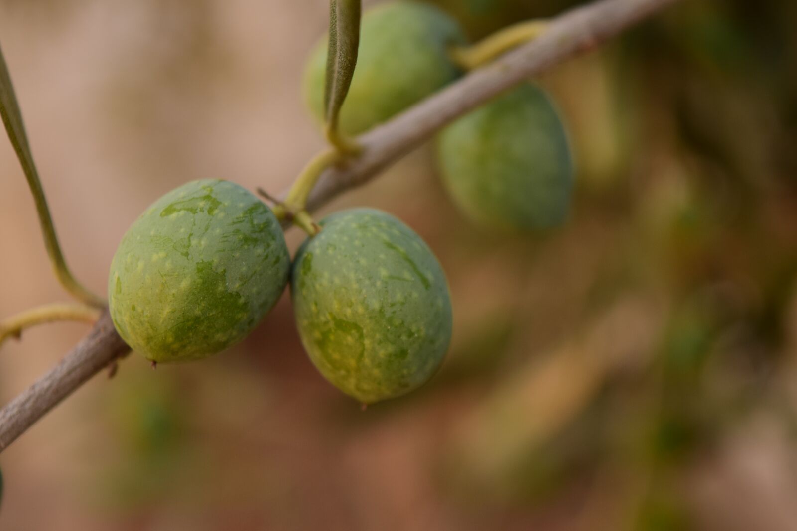 Nikon D3300 sample photo. Olives, green olives, green photography