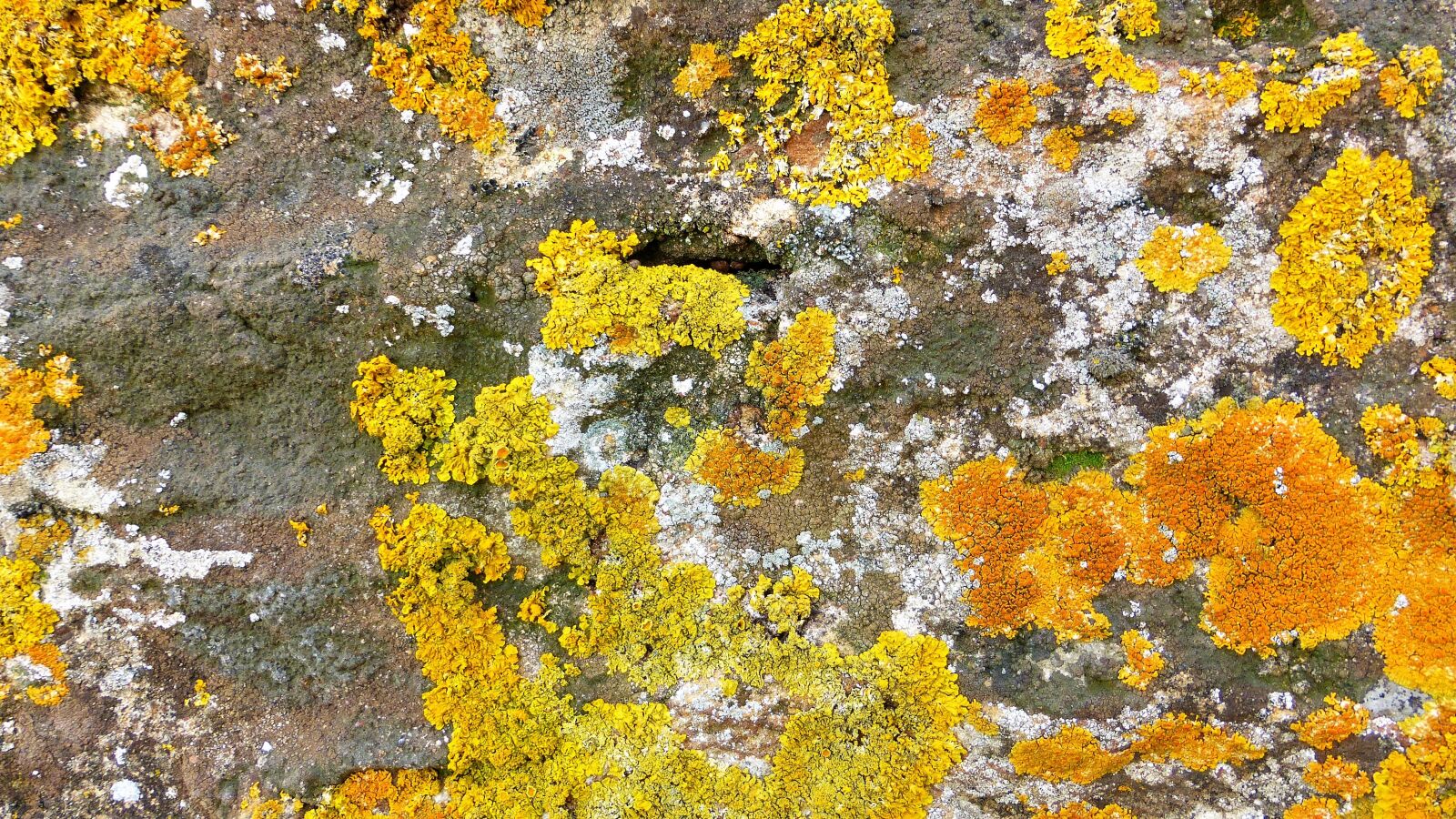 Panasonic Lumix DMC-ZS25 (Lumix DMC-TZ35) sample photo. Nature, wallpaper, foam photography