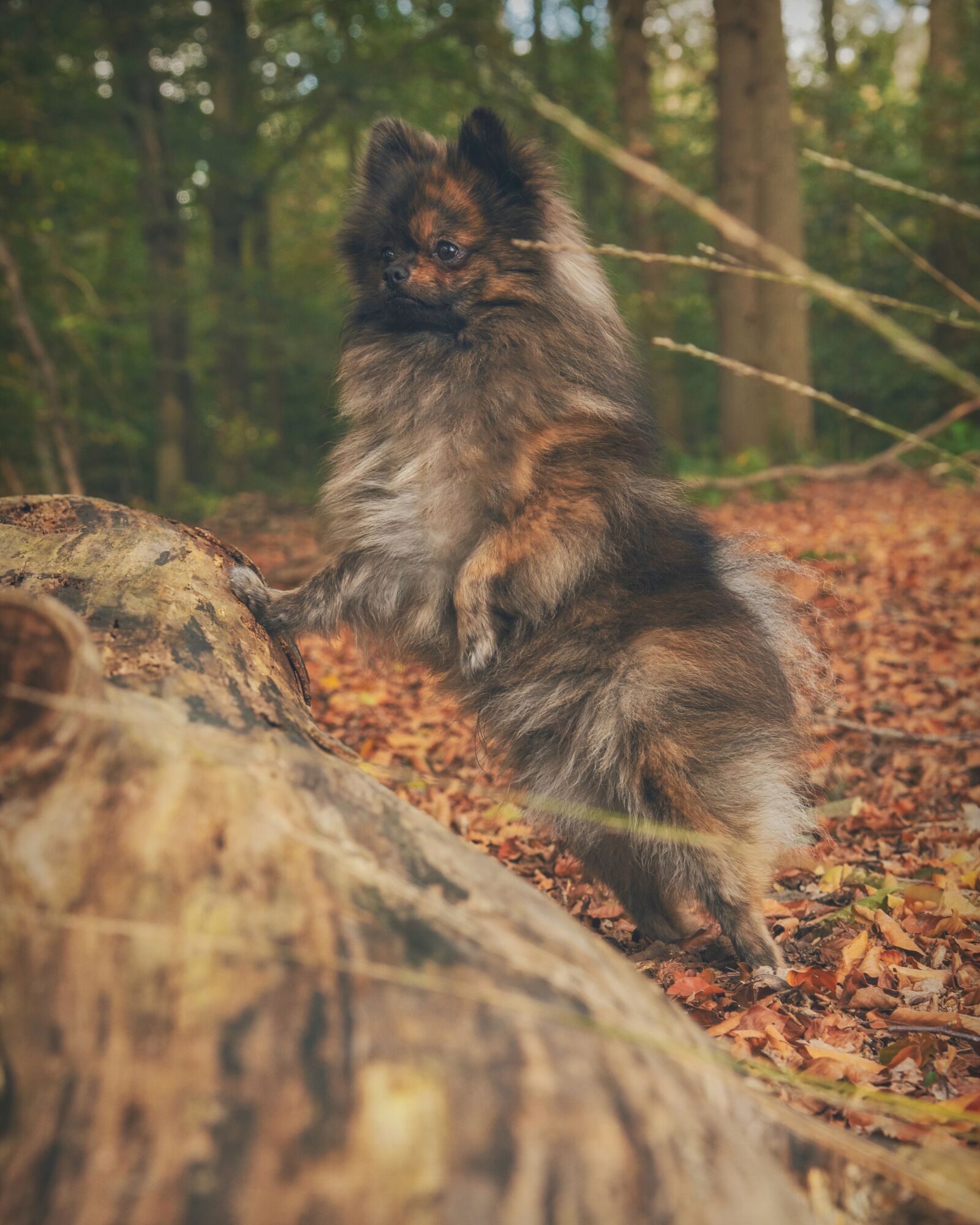 Nikon D750 sample photo. Dog, autumn, autumn colors photography