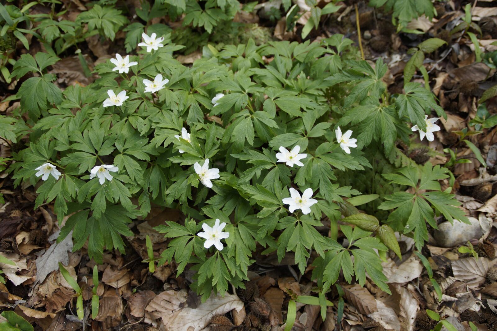 Sony SLT-A58 sample photo. Wood anemone, anemones, white photography