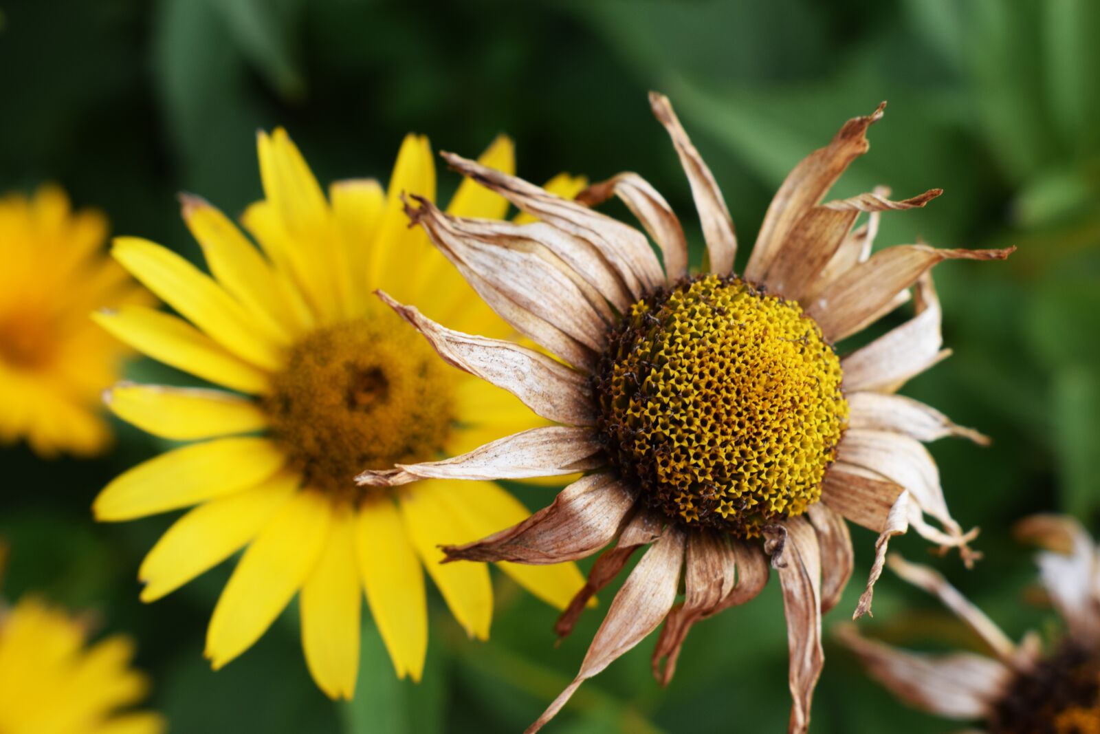 Nikon D3300 sample photo. Summer, flower, meadow photography