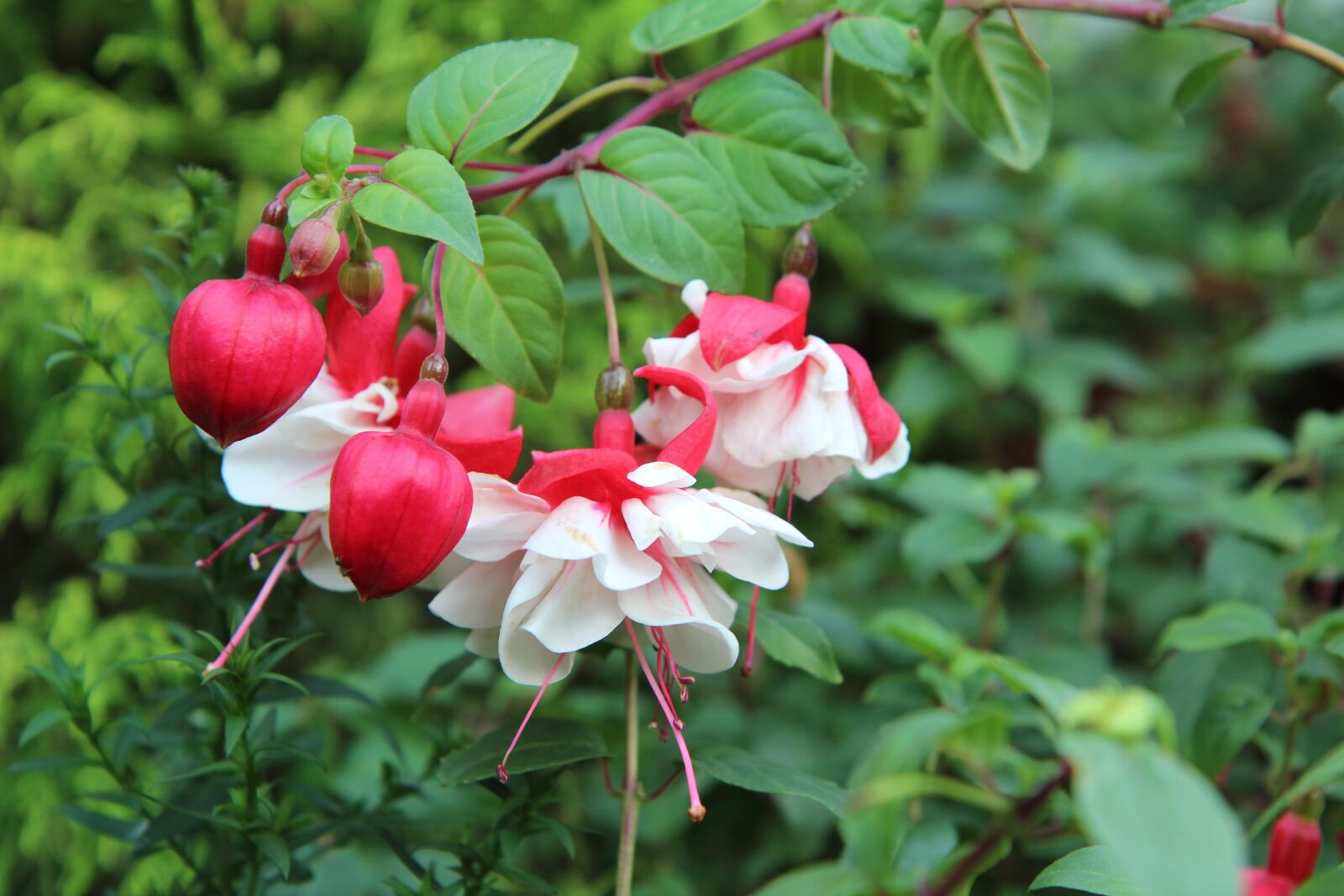 Canon EOS 600D (Rebel EOS T3i / EOS Kiss X5) sample photo. Fushia, fushia bi-color, flowering photography