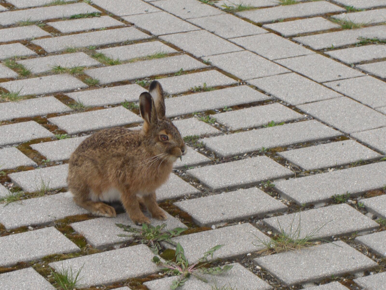 CASIO EX-Z1080 sample photo. Hare, parking, food photography