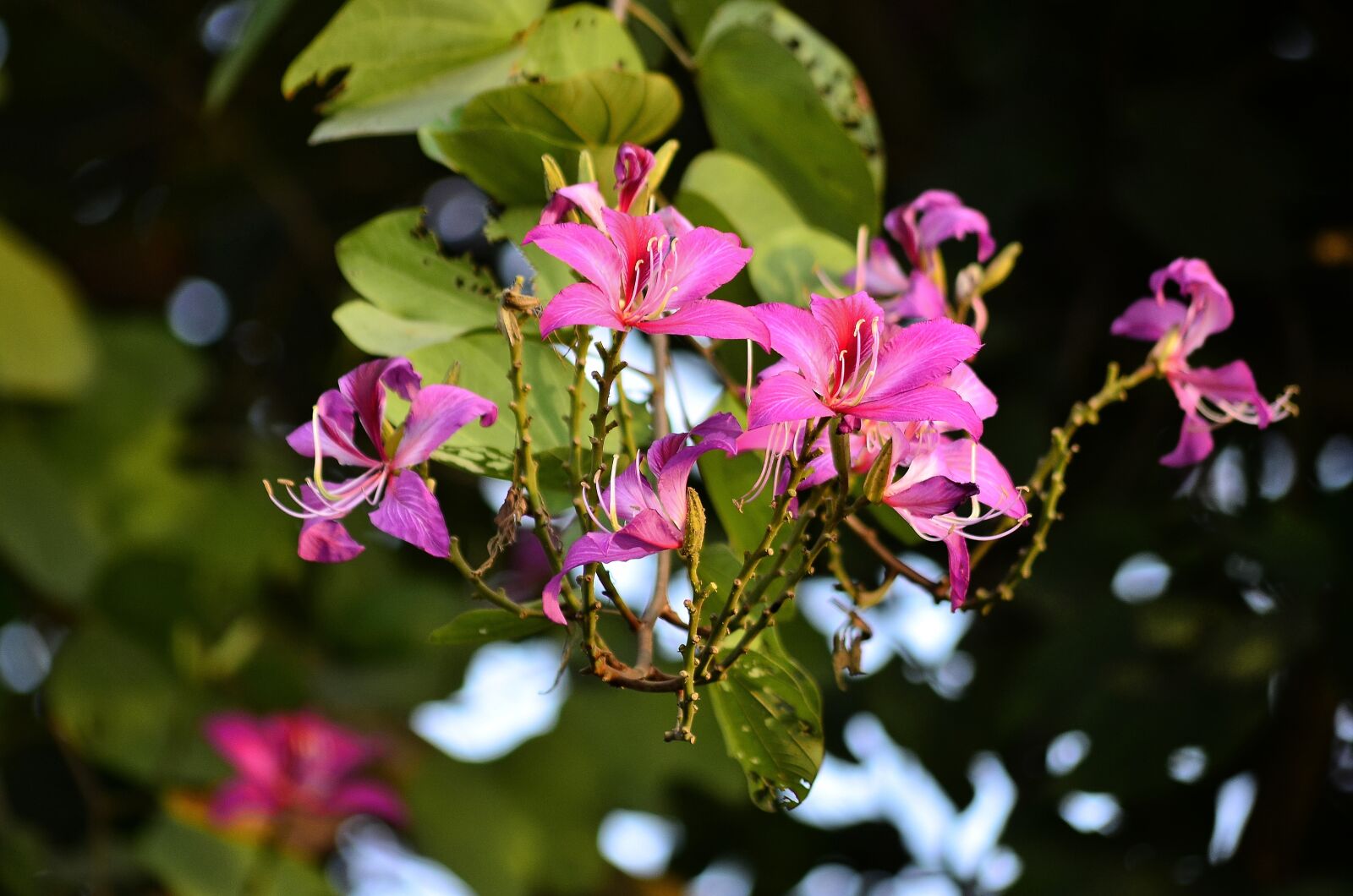 Nikon D5100 sample photo. Flowers, tree, garden photography