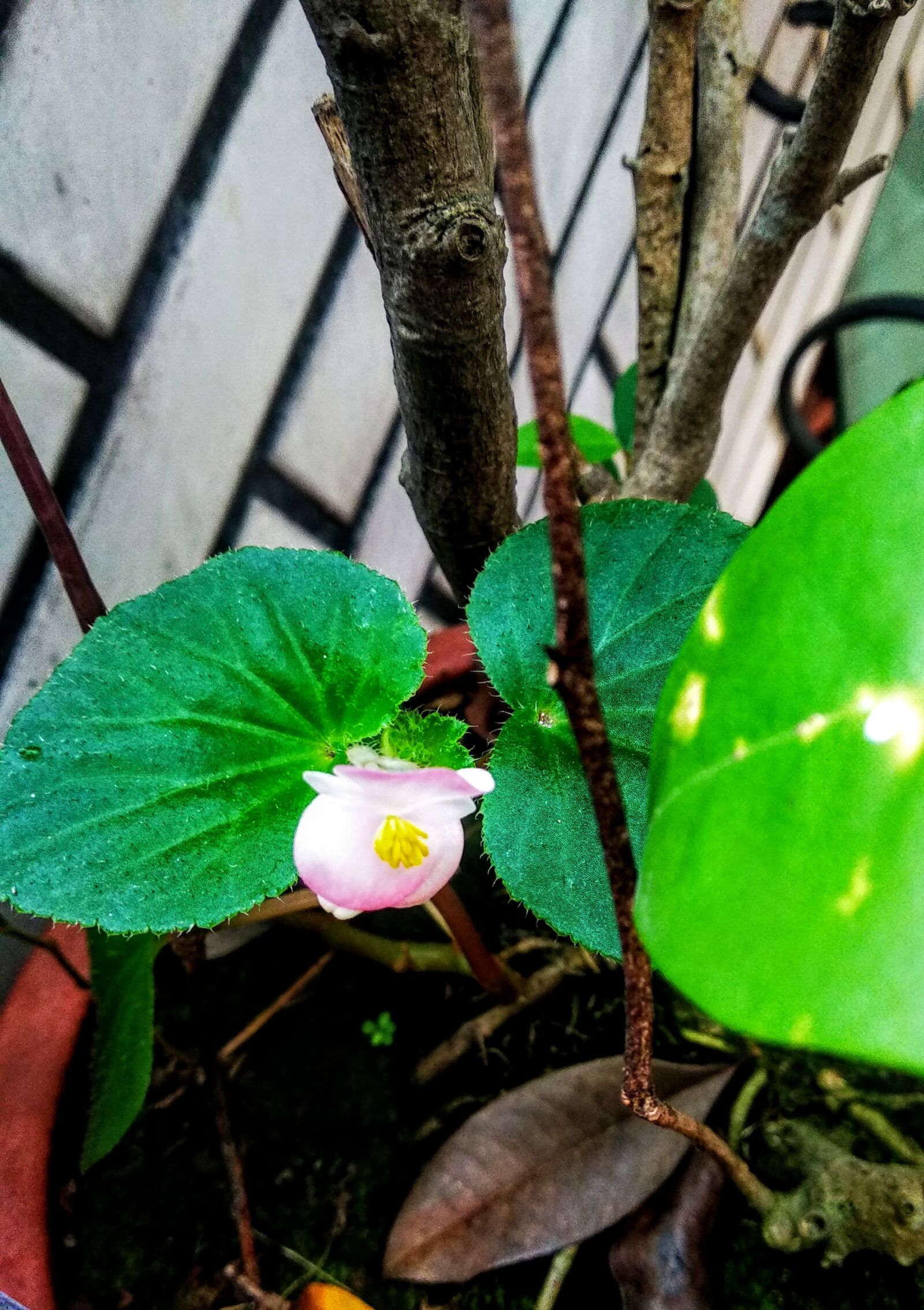 Xiaomi Mi A1 sample photo. Potted plants, pot culture photography