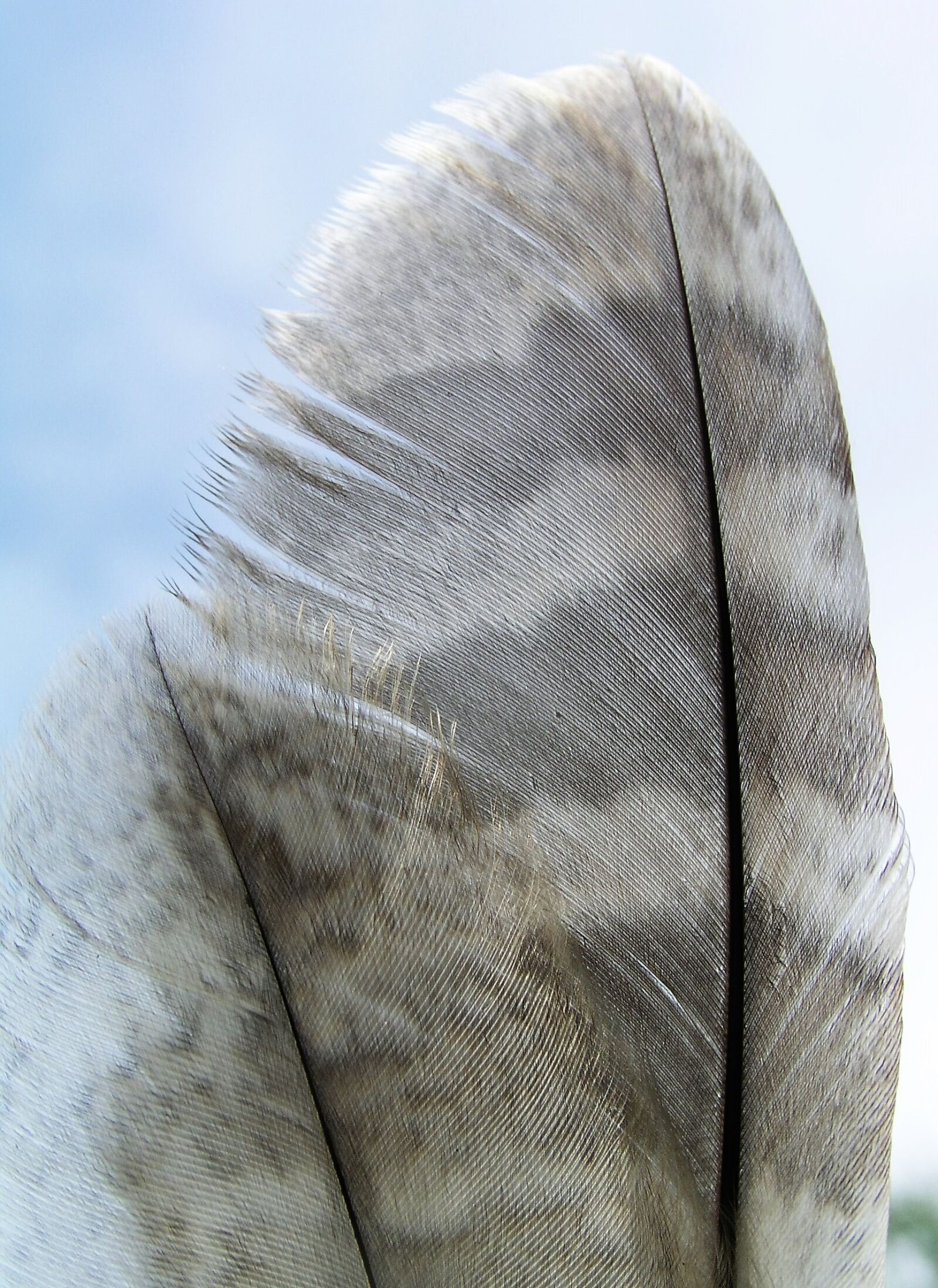 Olympus C5050Z sample photo. Feather, nature, bird photography