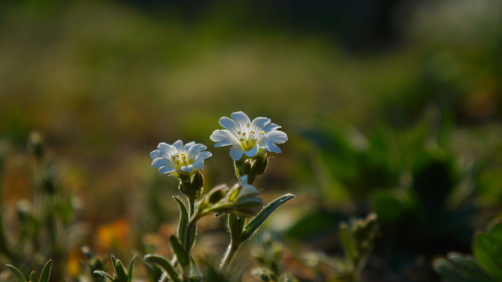Sony Alpha a3000 + Sony E 18-55mm F3.5-5.6 OSS sample photo. Nature, plants, meadow photography
