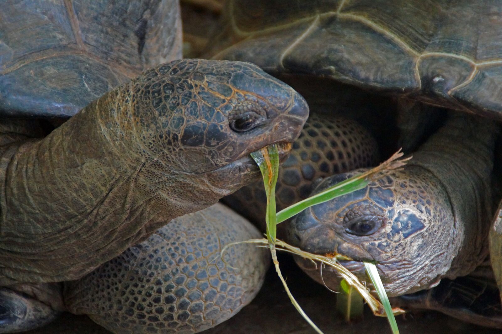 Sony DT 18-200mm F3.5-6.3 sample photo. Turtle, animal, animals photography