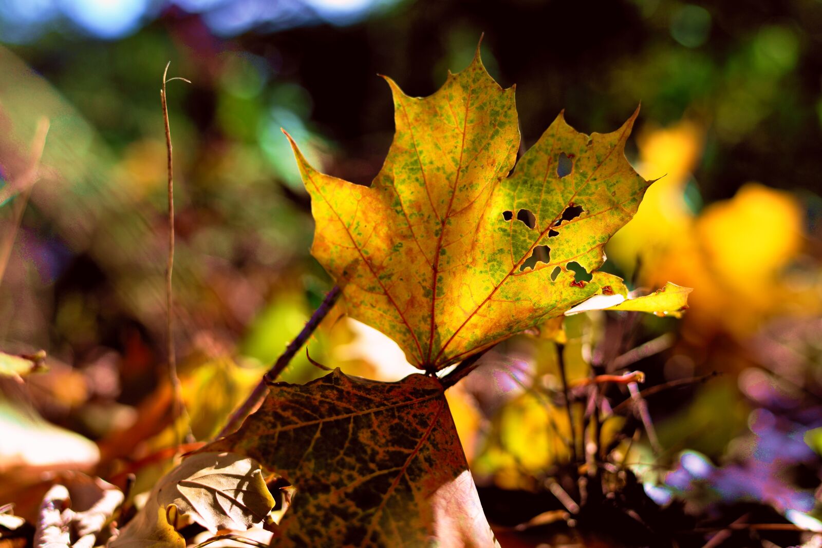 Nikon D610 sample photo. Fall leaves, autumn, fall photography