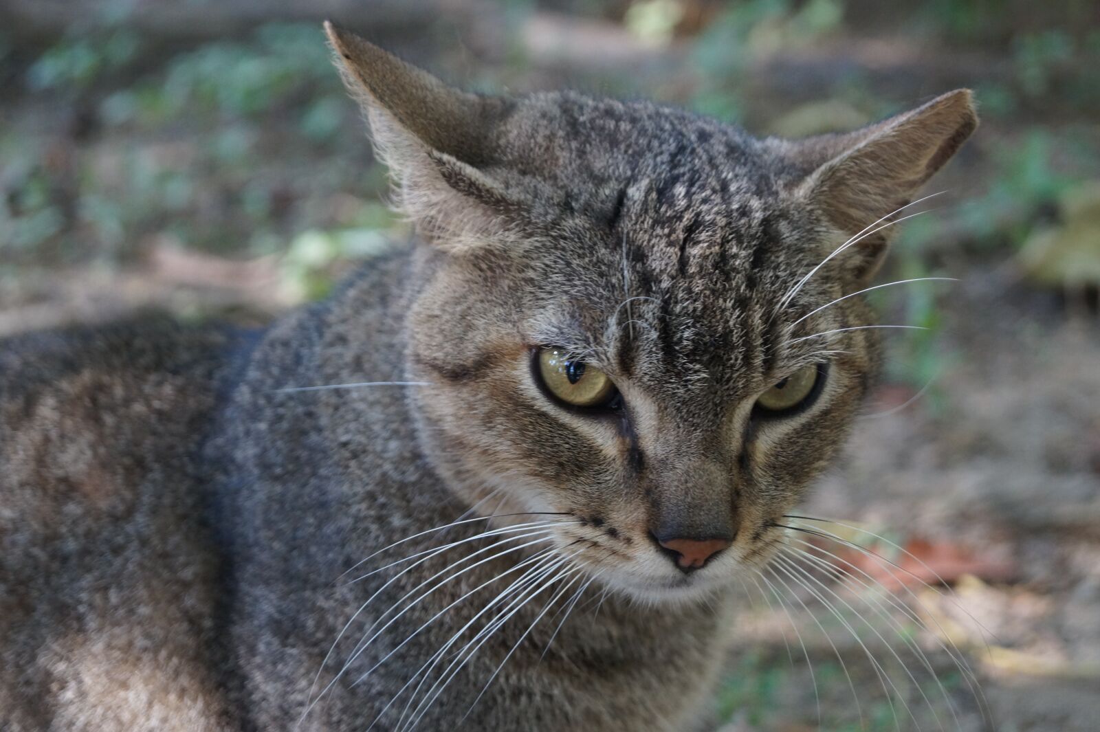 Sony SLT-A58 sample photo. Cat, animal, pet photography