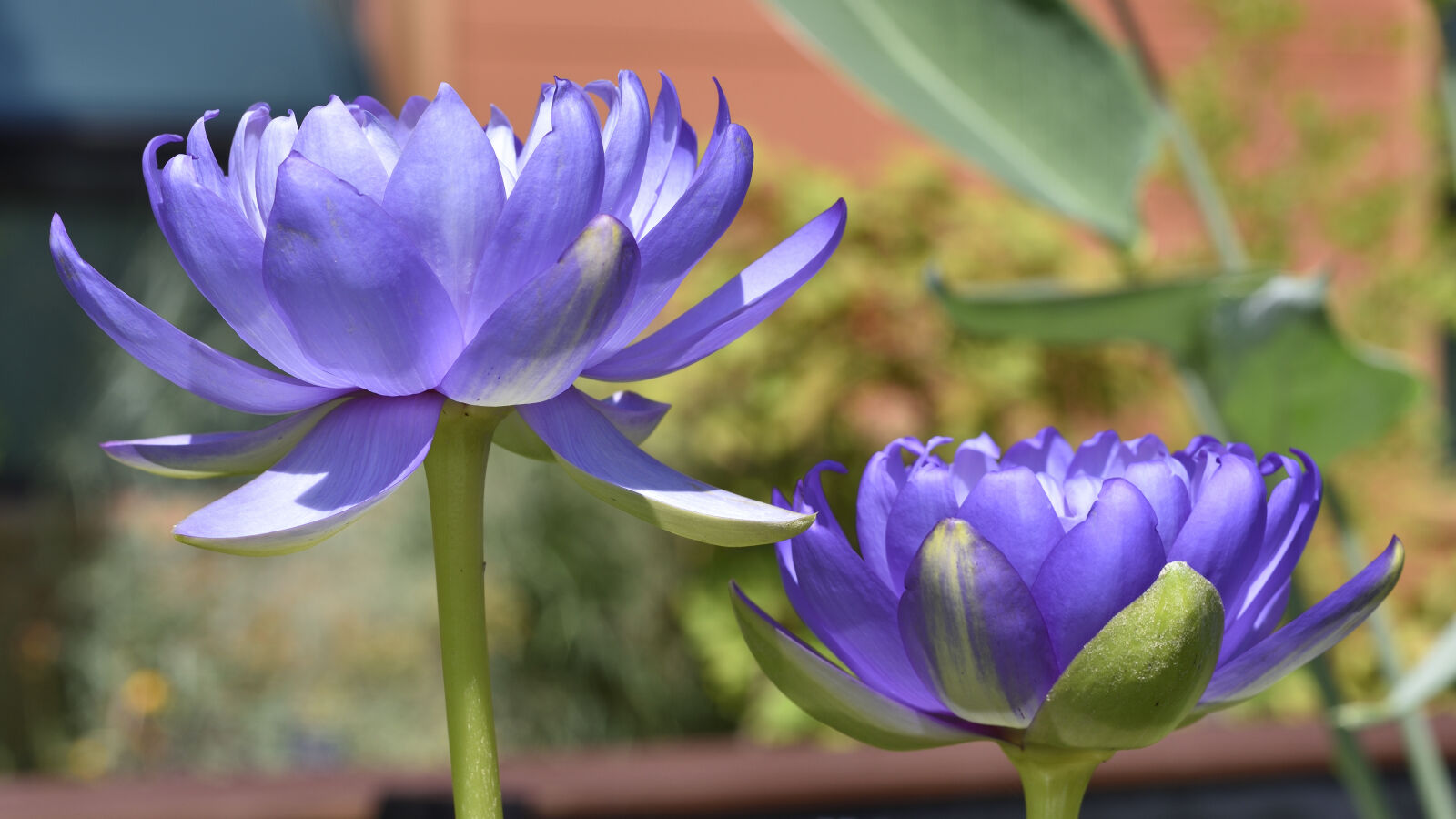 Nikon D750 sample photo. Lotus flower photography