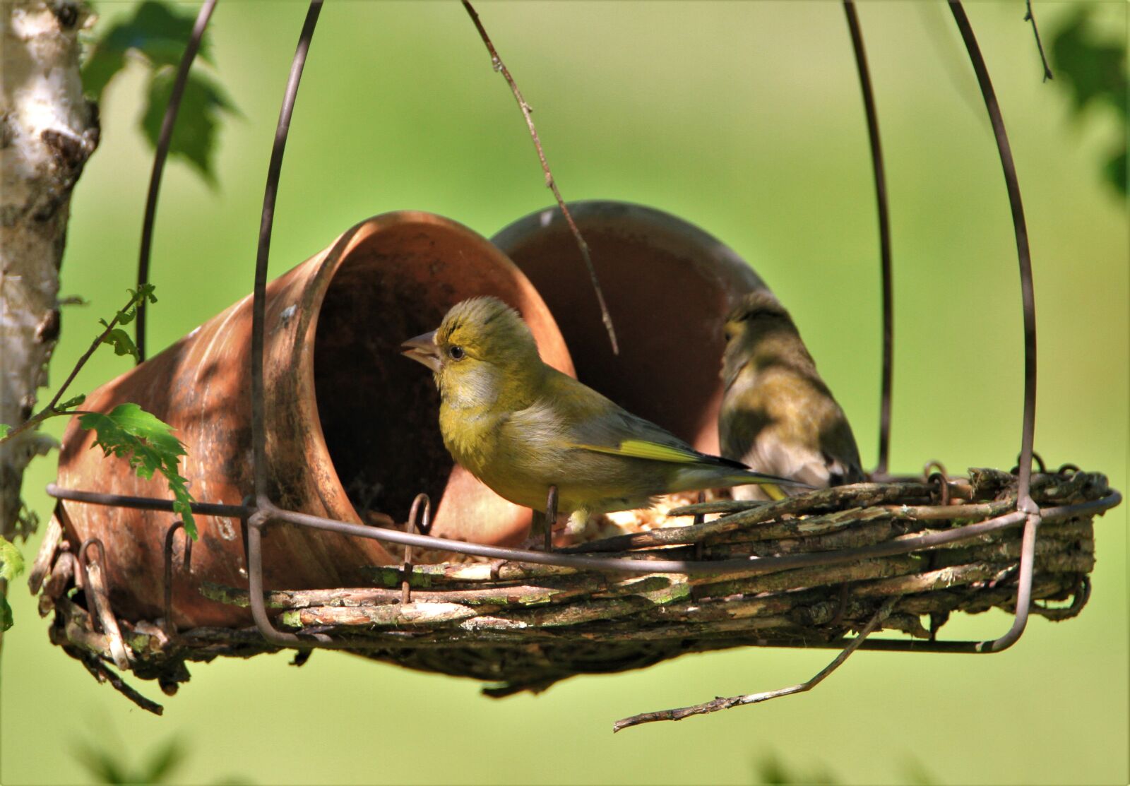 Canon EOS 7D + Tamron SP 150-600mm F5-6.3 Di VC USD sample photo. Greenfinch, bird, fink photography