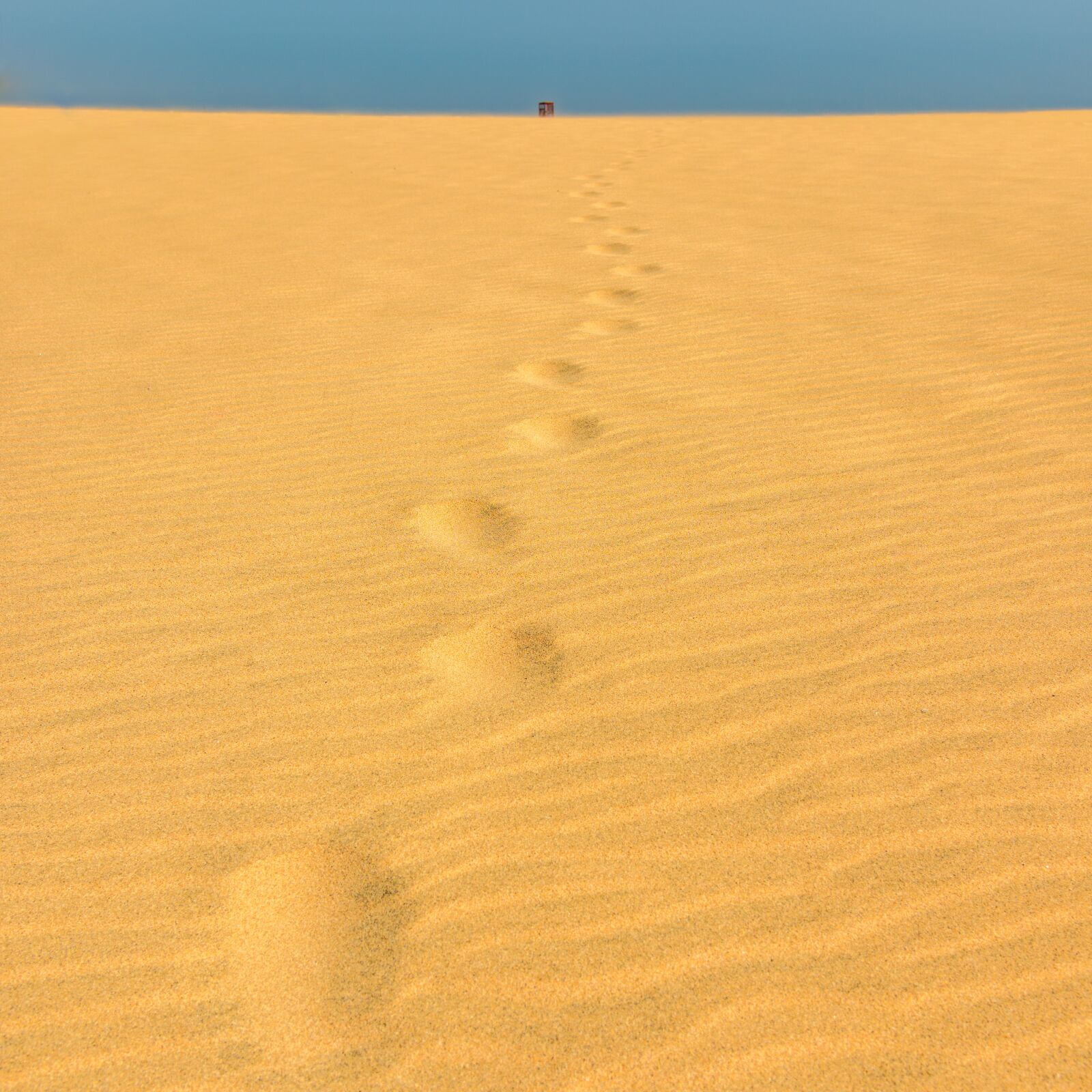 Nikon D800E sample photo. Sand, desert, tracks photography
