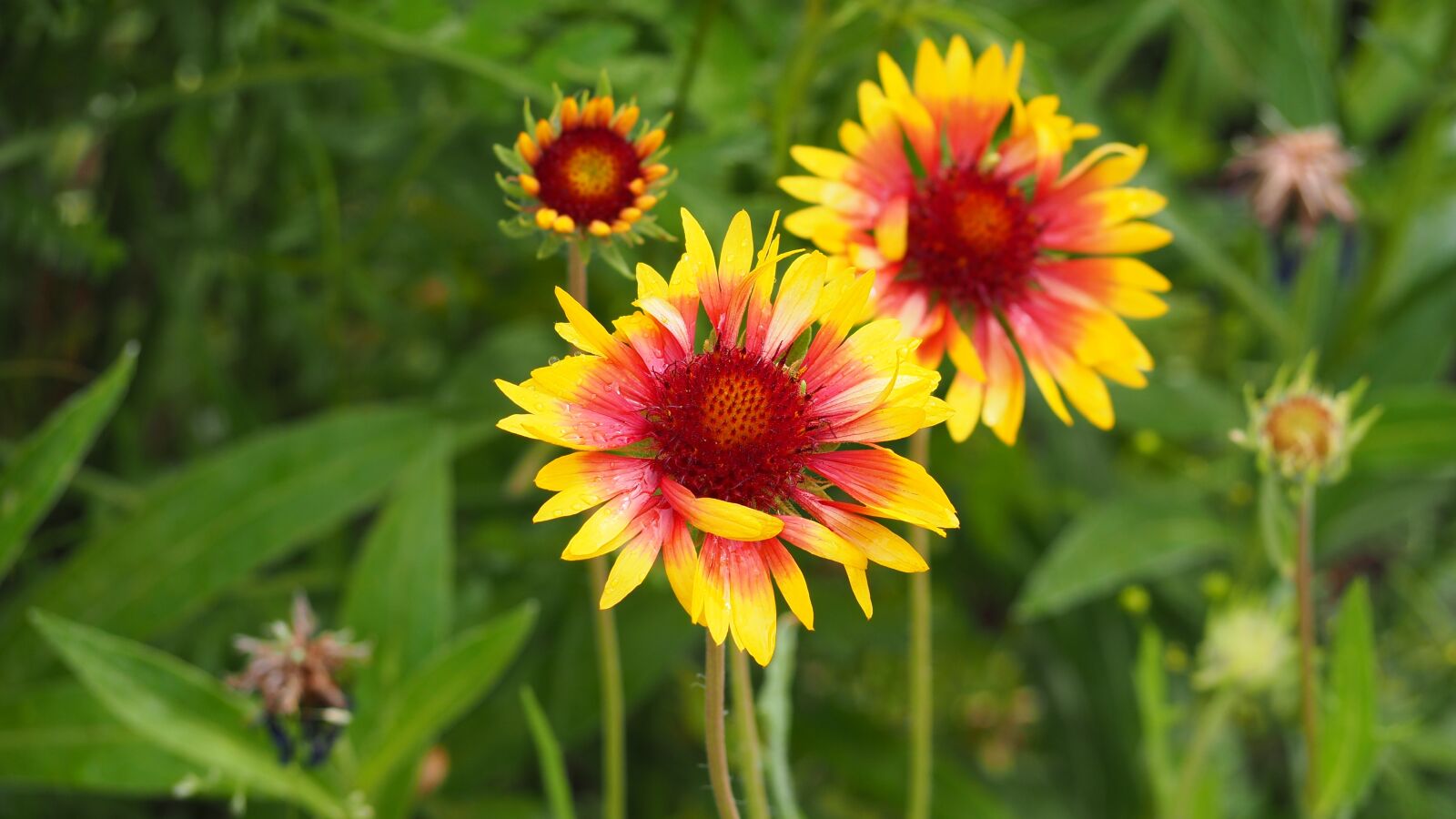 Olympus OM-D E-M10 II sample photo. Blanketflower, gaillardia, yellow photography