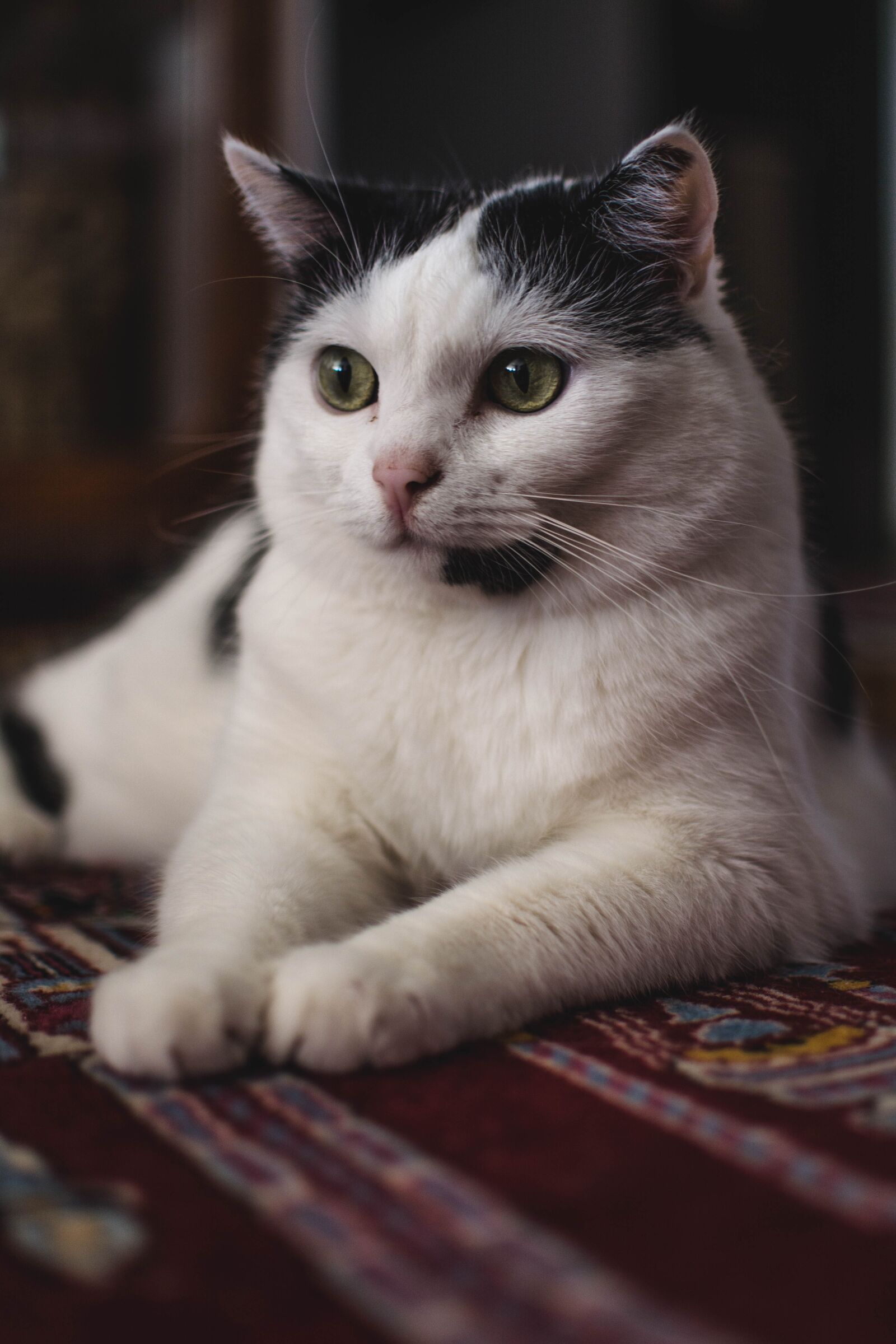 Nikon D5200 sample photo. Cute, cat, animal photography