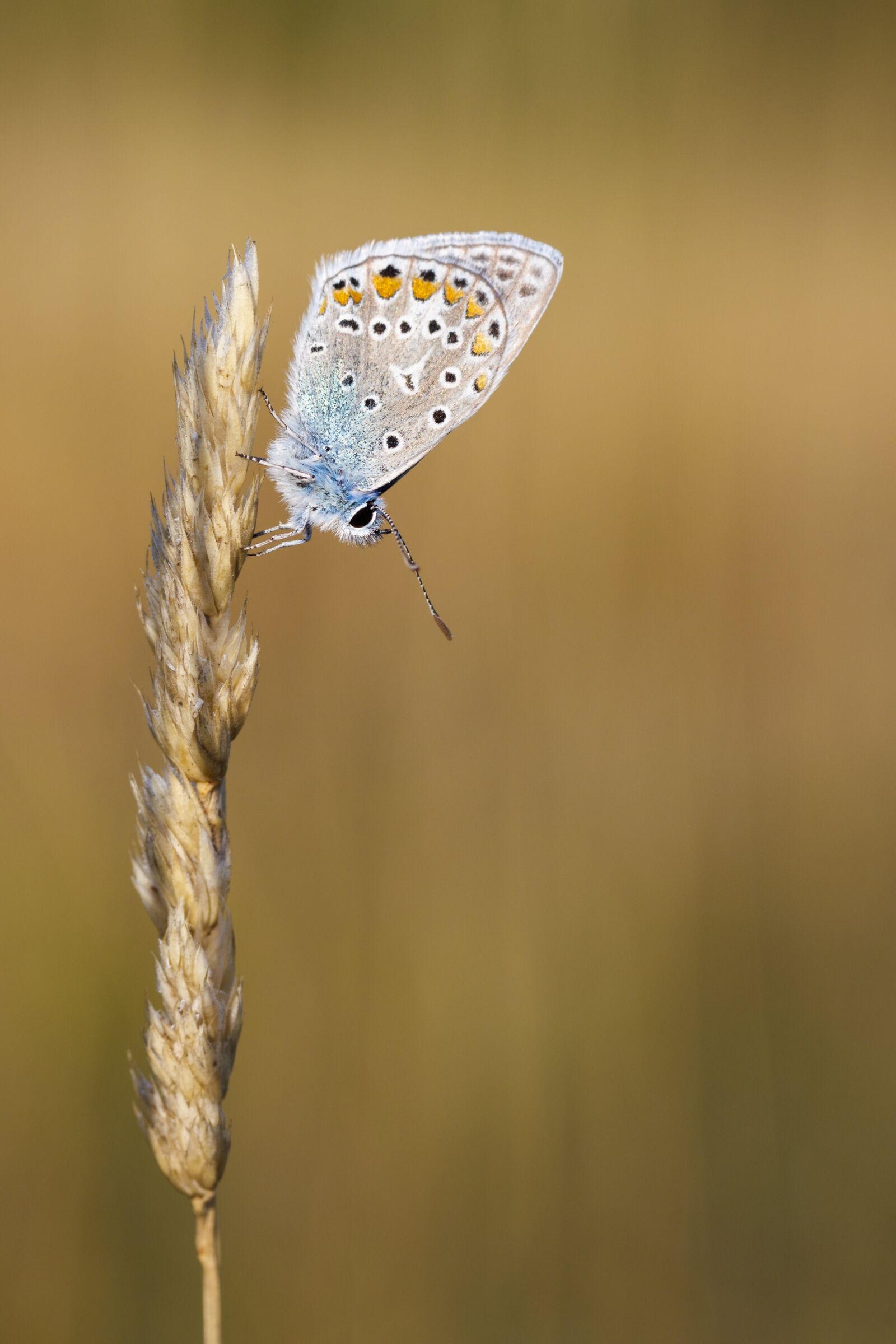 Canon EOS 80D sample photo. Butterfly, insect, macro photography