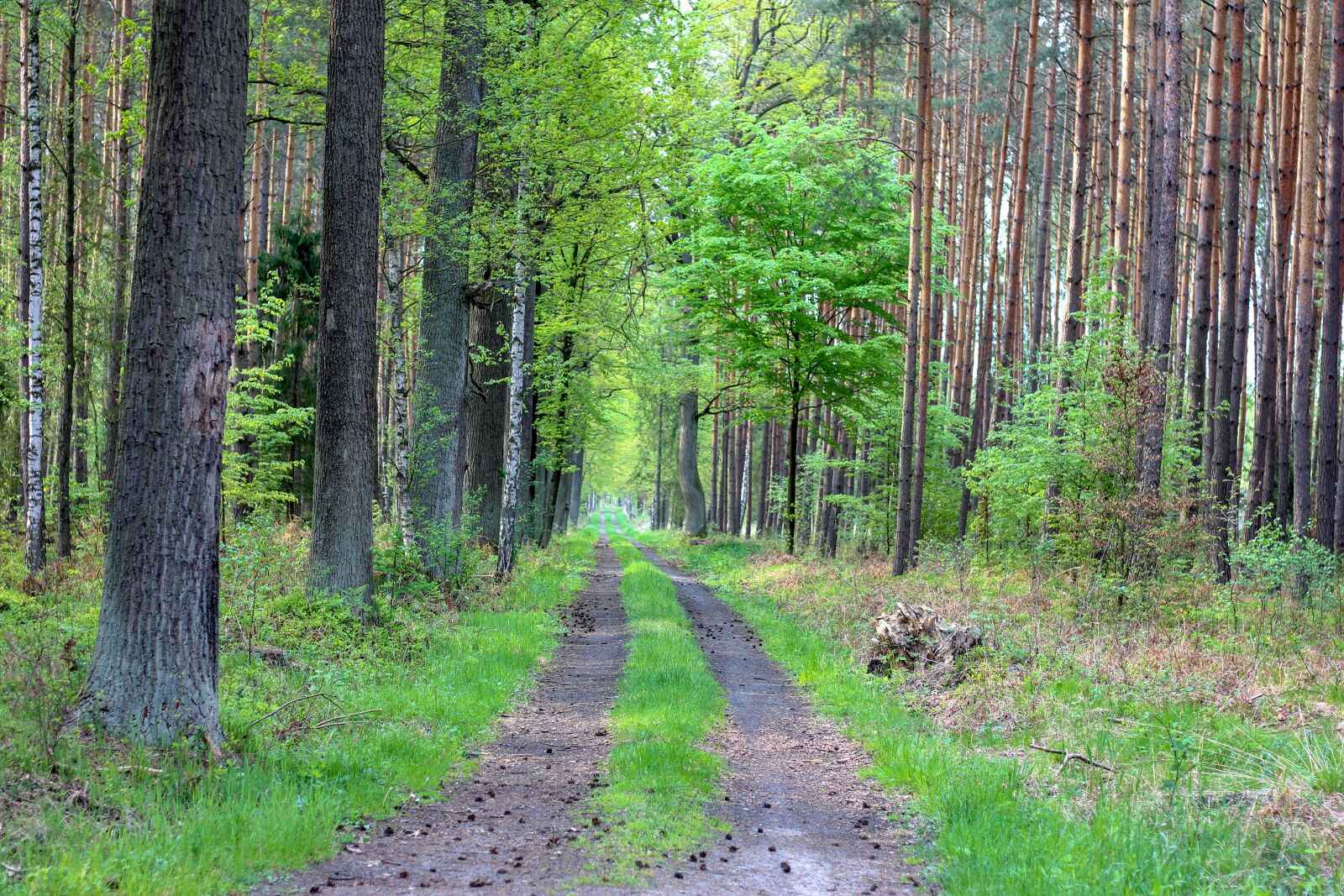 Canon EOS 600D (Rebel EOS T3i / EOS Kiss X5) + Canon EF 50mm F1.8 STM sample photo. Forest, green, nature photography