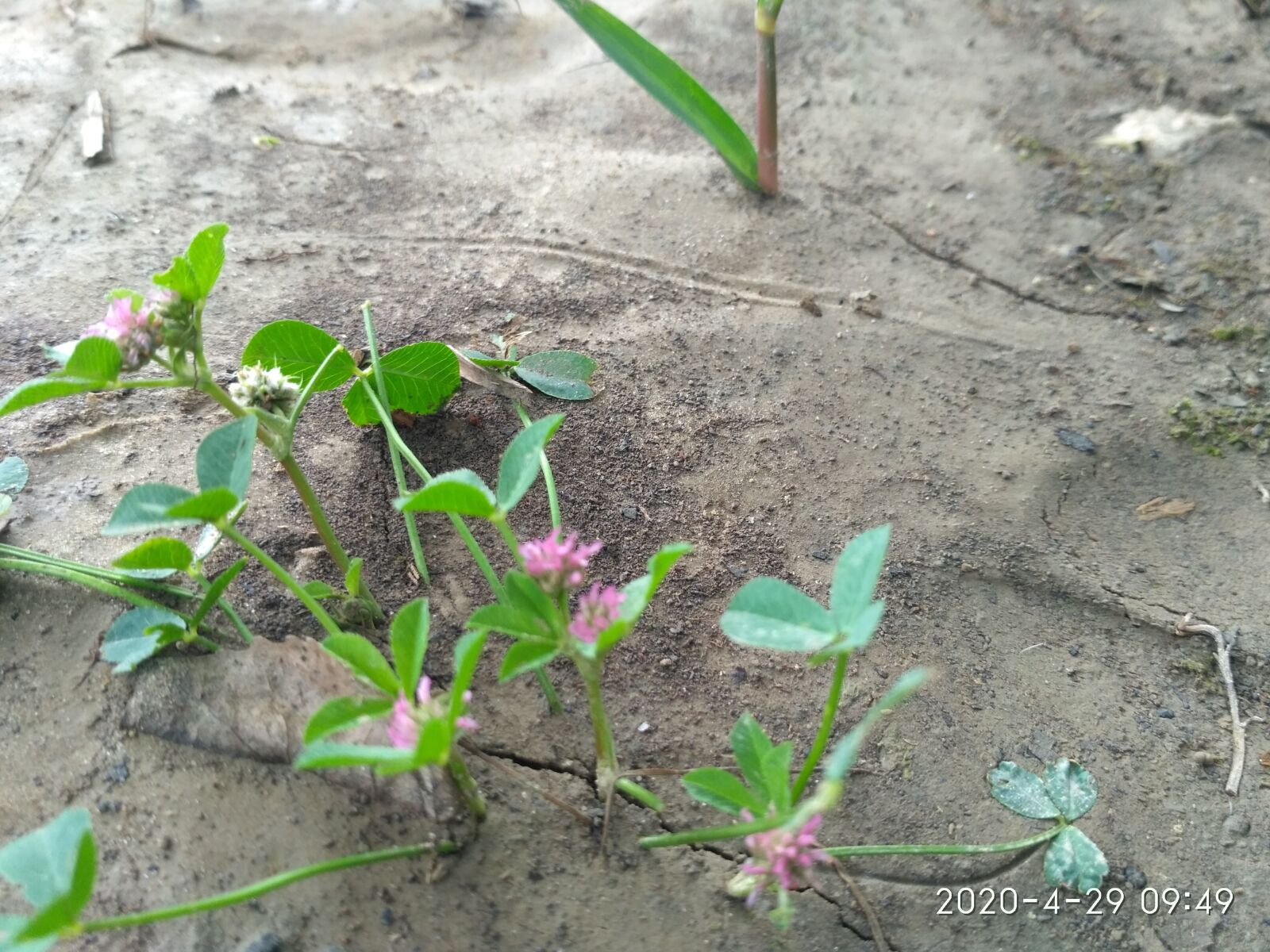 Xiaomi Redmi 3S sample photo. Herbs, small plant, growing photography