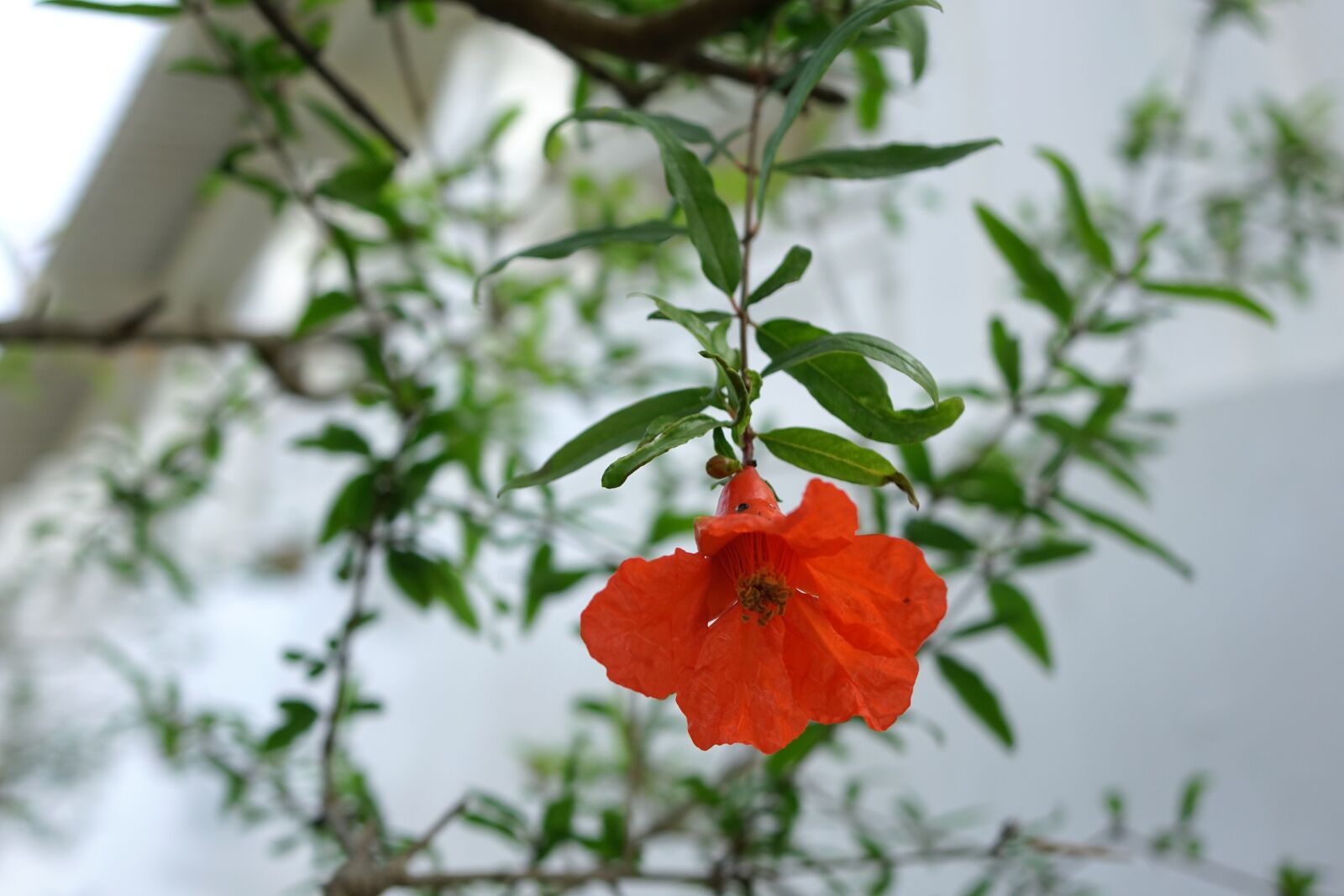 Sony Cyber-shot DSC-RX10 sample photo. Flower, pomegranate, punica granatum photography