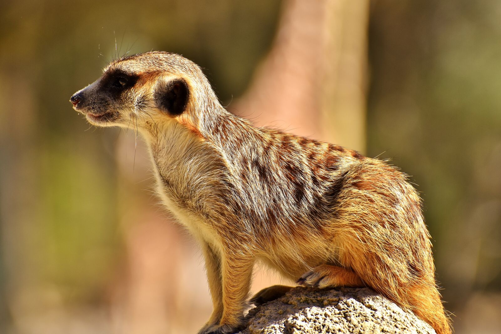 Nikon D7200 sample photo. Meerkat, cute, curious photography