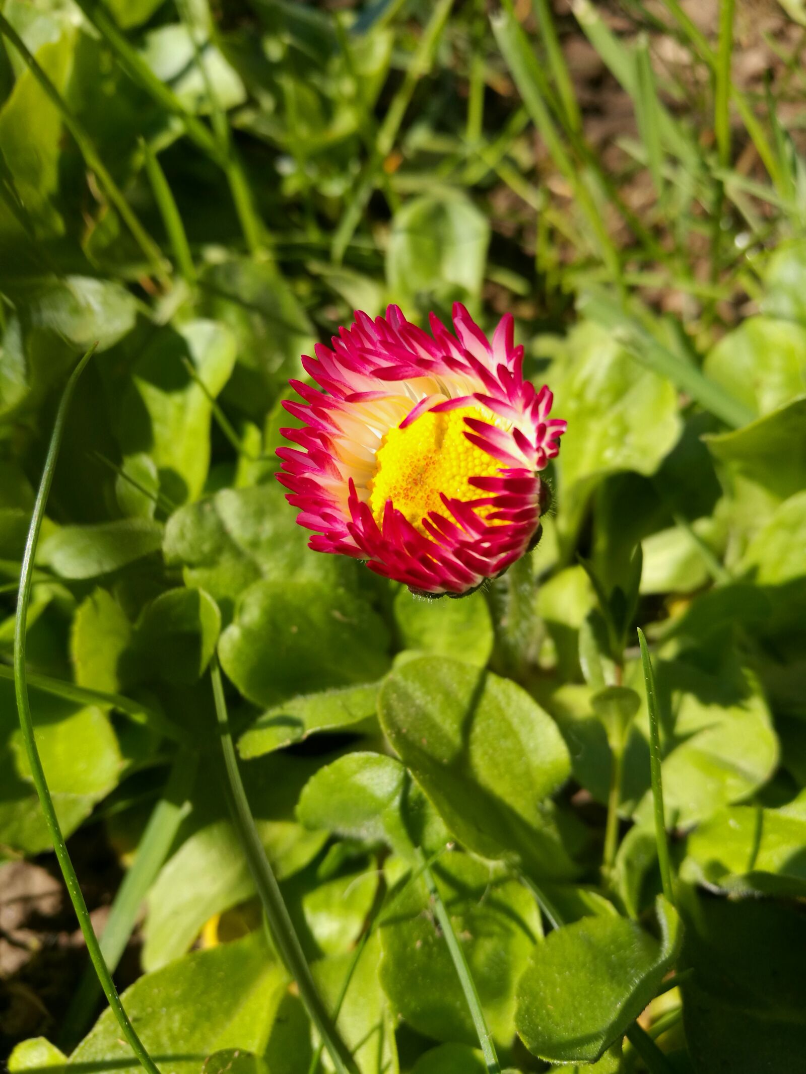 HUAWEI P9 sample photo. Daisies, pink flowers, yellow photography